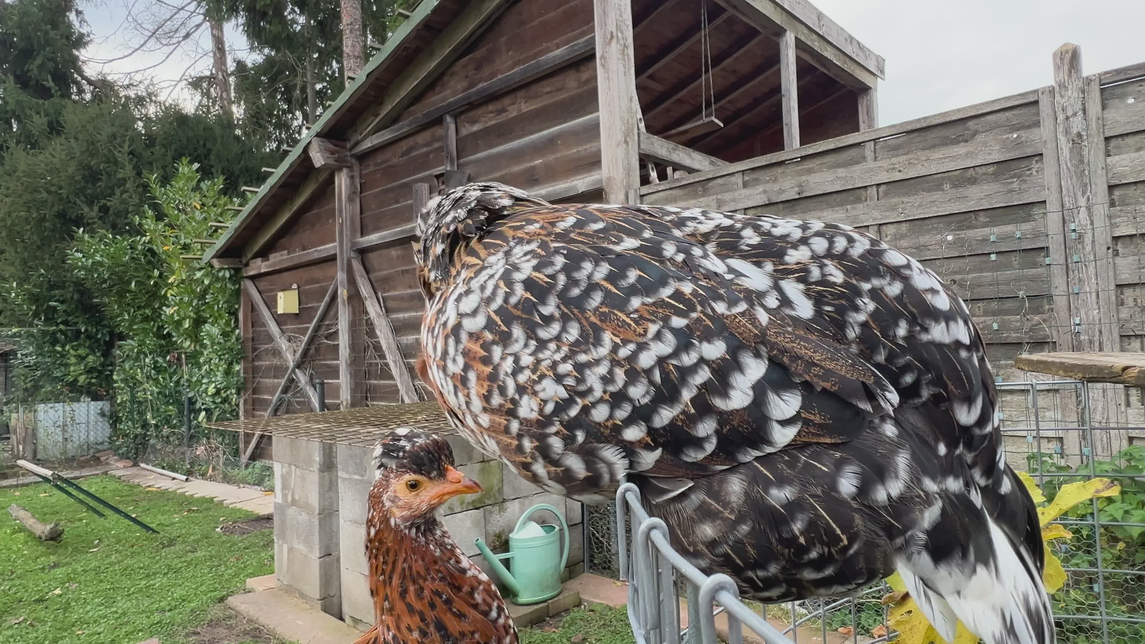 Chickens in a Rustic Countryside Henhouse Free Stock Video Footage ...