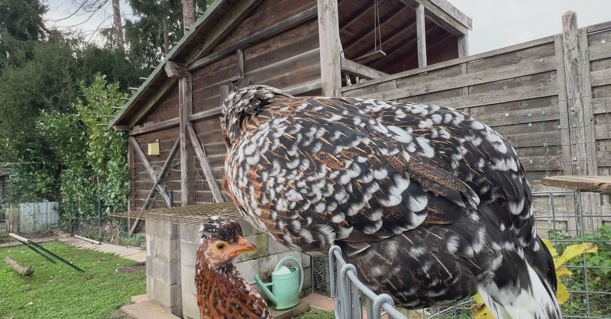 Countryside Chicken Chickens in a Rustic Countryside Henhouse Free Stock Video Footage ...