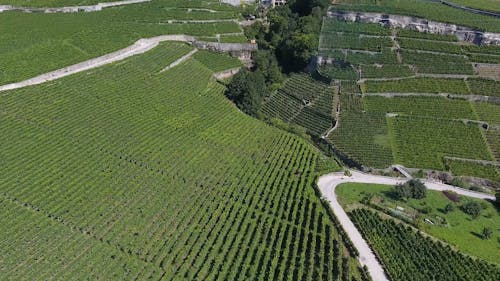 Drone Beelden Van Een Druivenplantage Op De Berghellingen