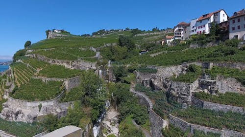 Imágenes De Drones De Una Plantación De Uvas En La Ladera