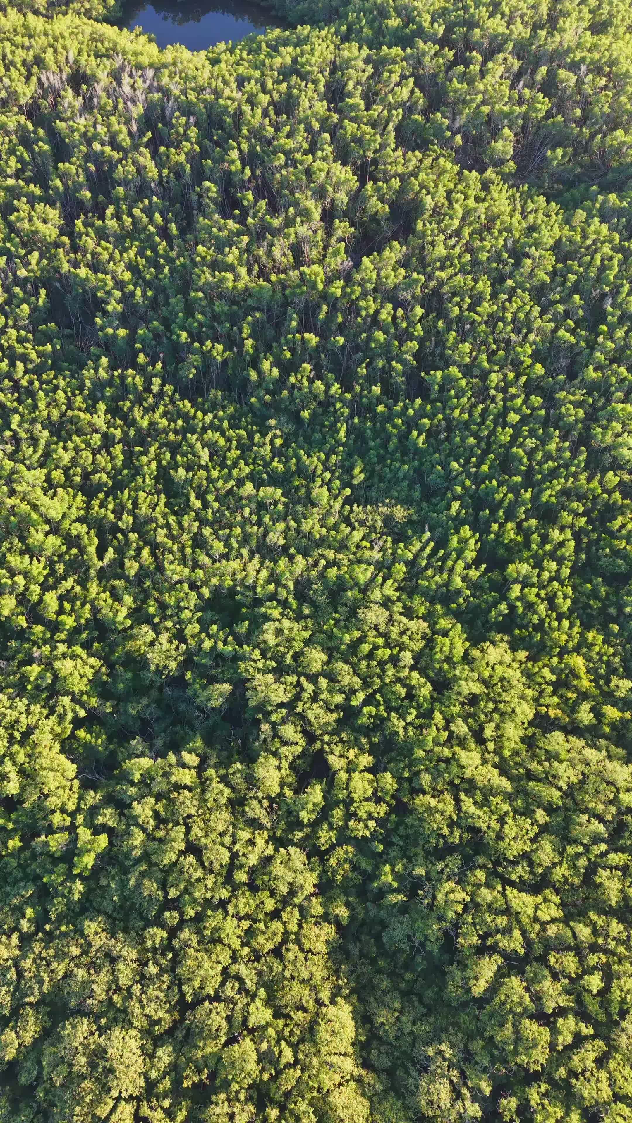 drone aerial view of lush green forest canopy 35864804 — free pexels stock footage
