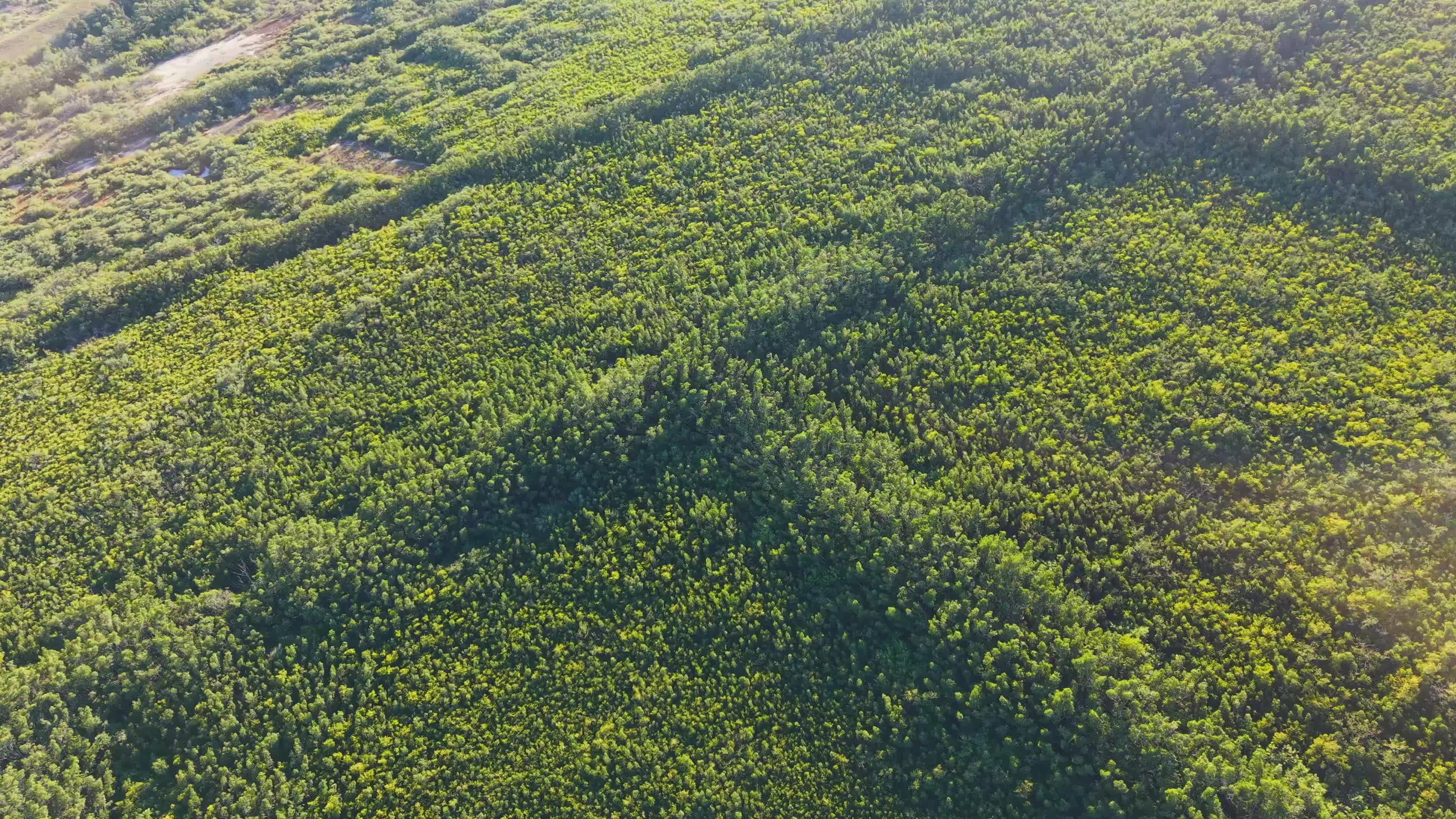 Aerial View of Lush Green Forest Landscape Free Stock Video Footage ...