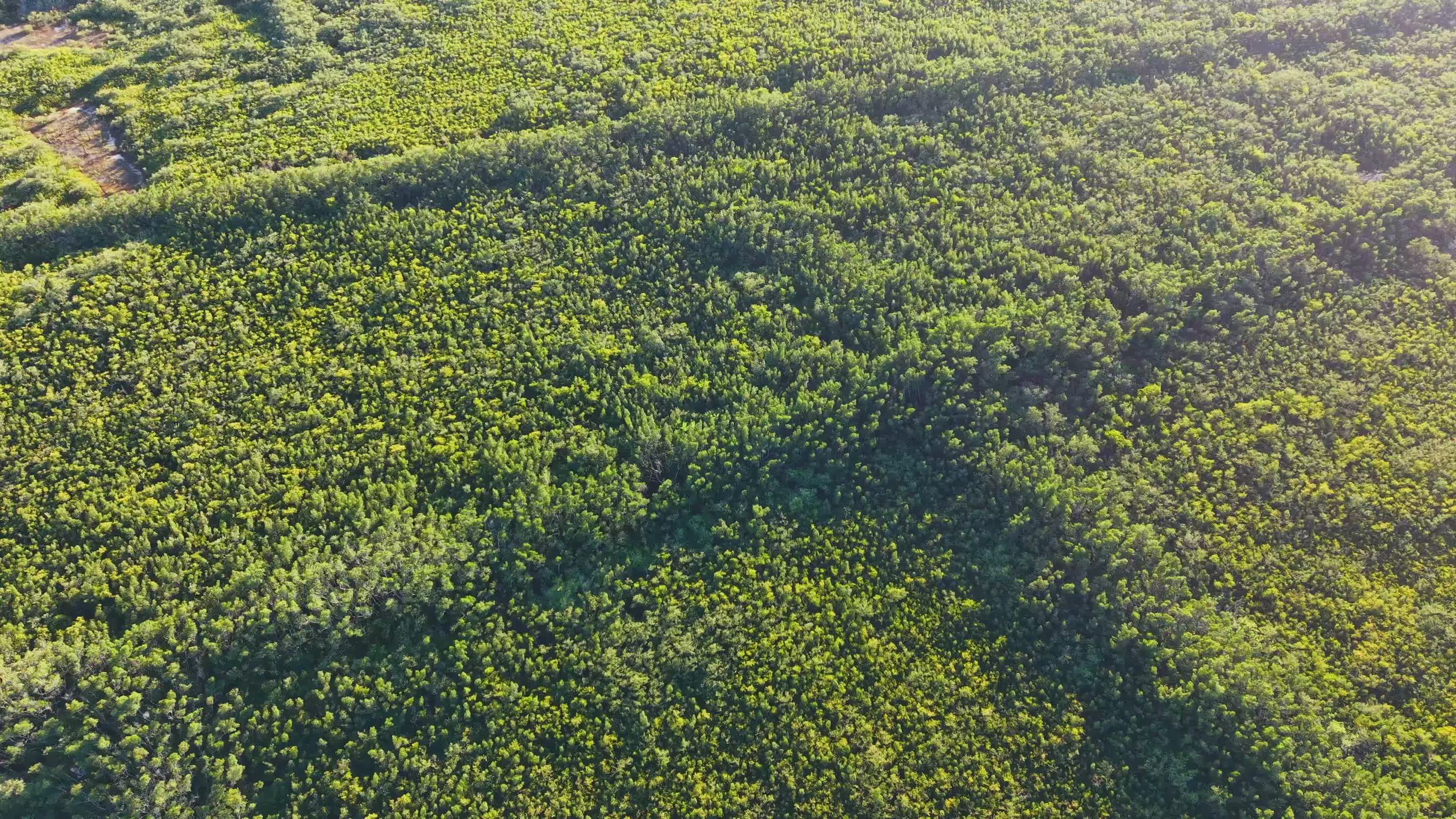 Aerial View of Lush Green Landscape at Sunrise Free Stock Video Footage ...