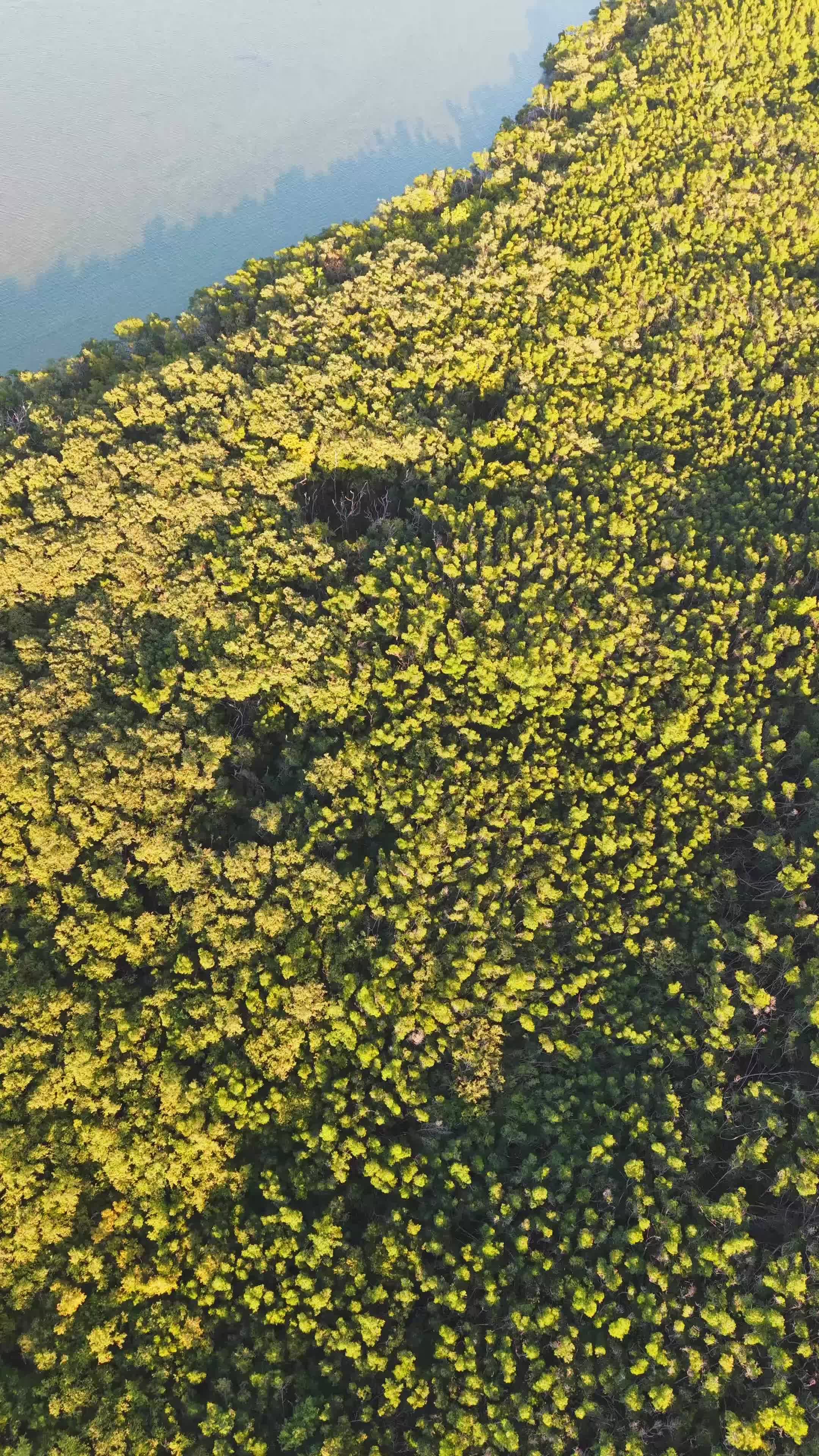 Stunning Aerial View of Lush Green Forest Free Stock Video Footage ...
