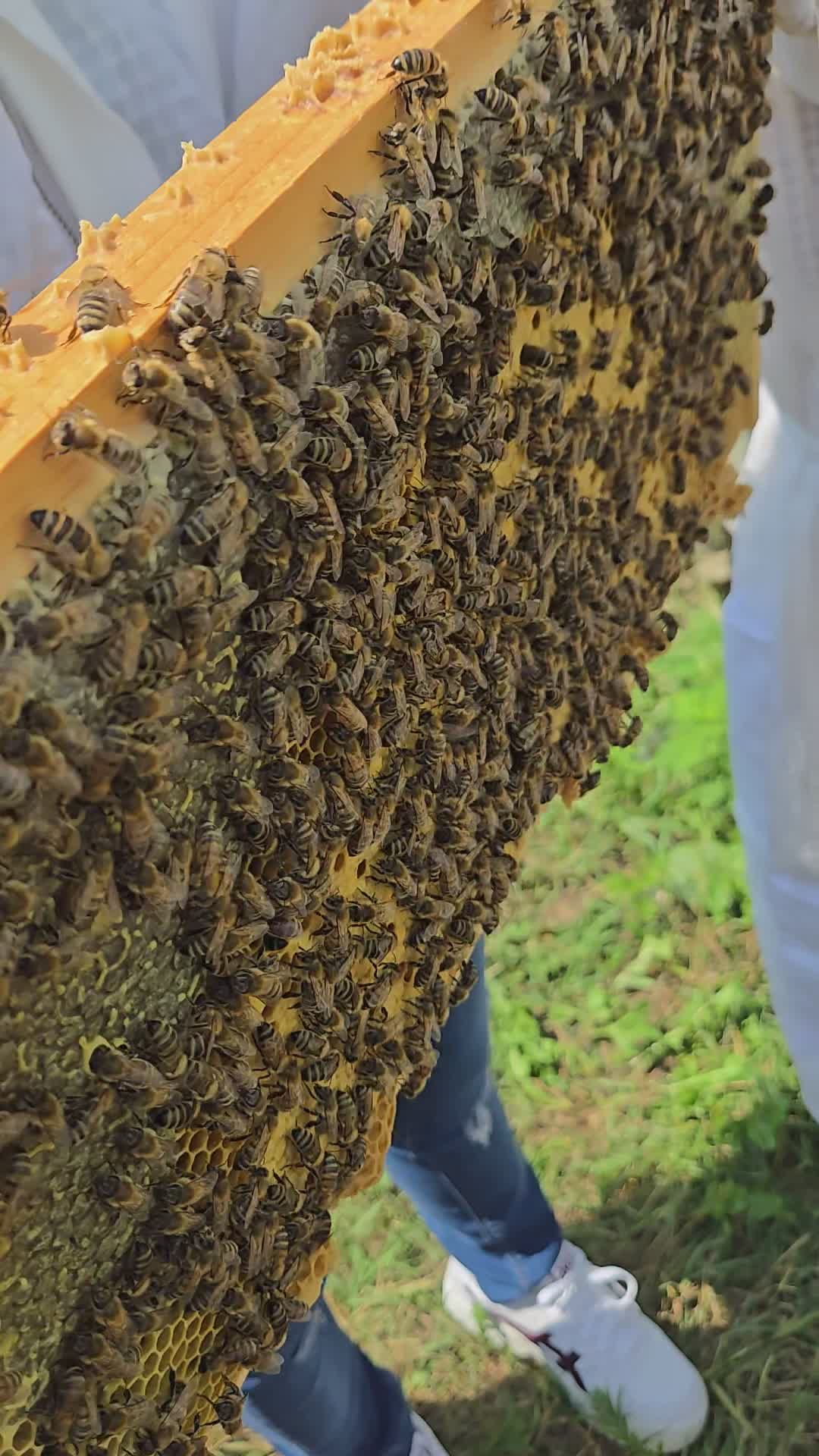 Close-Up Beekeeping with Honeycomb Full of Bees Free Stock Video ...