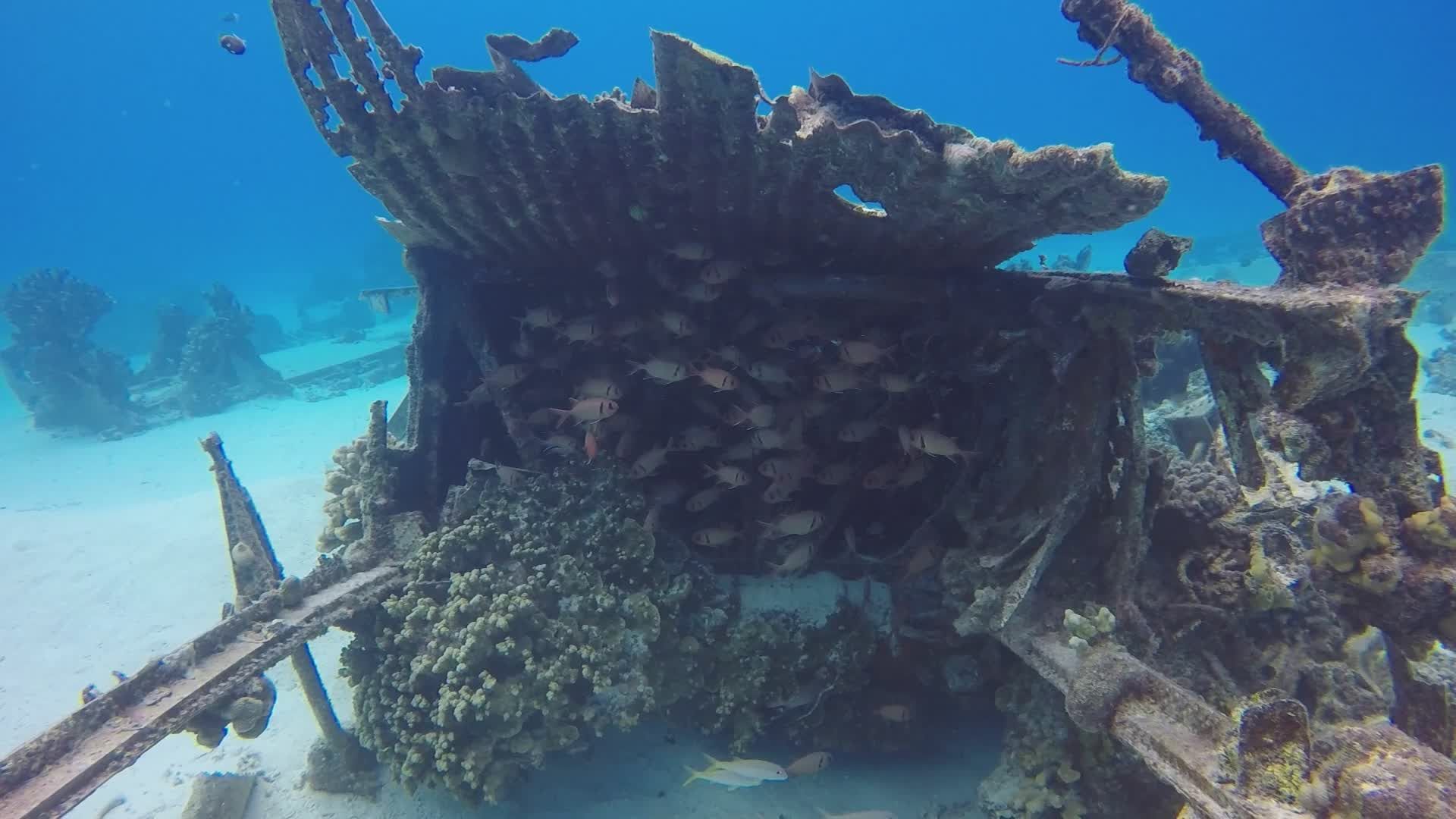 Underwater Shipwreck Habitat with School of Fish Free Stock Video ...