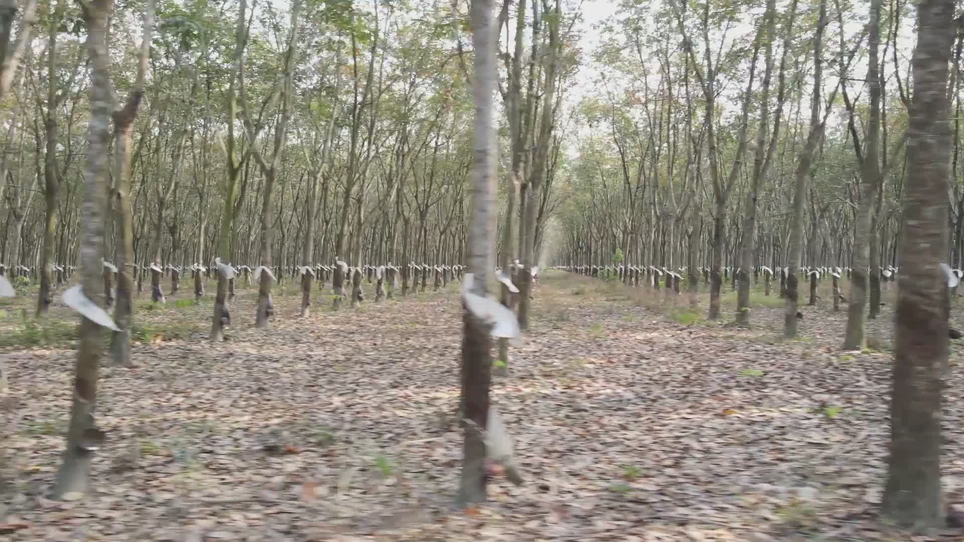 Serene Rubber Plantation in Motion Free Stock Video Footage, Royalty ...