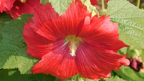Close-up View Of A Red Flower In Full Bloom