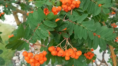 Close Up of Mountain Ash Berries 