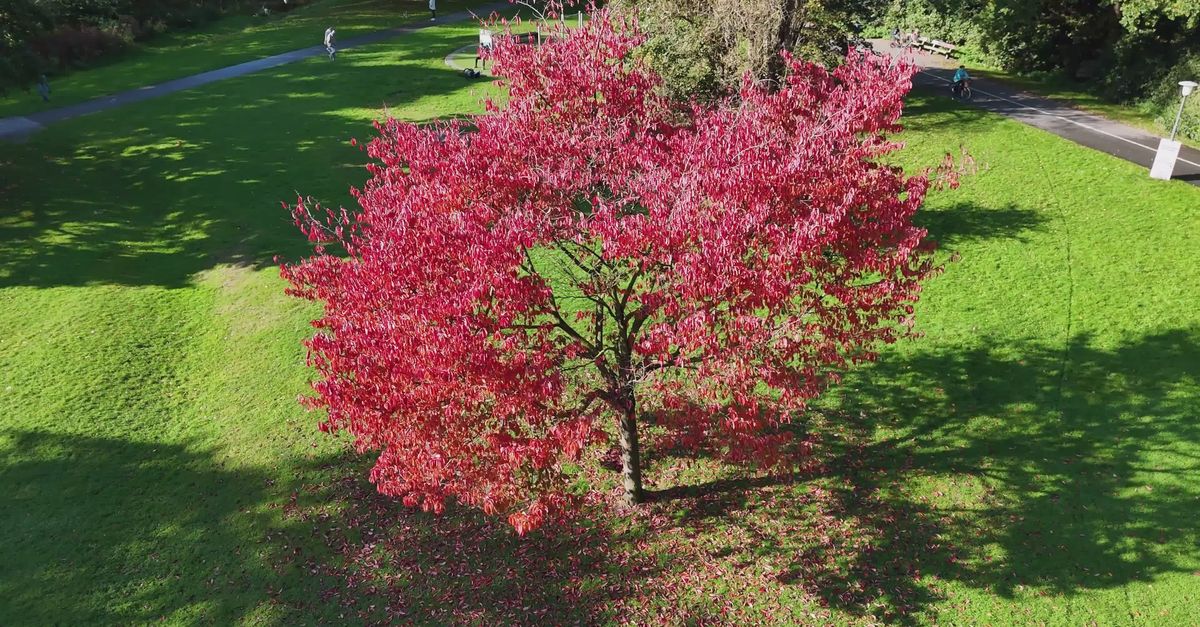 Vibrant Red Tree in Park During Fall Free Stock Video Footage, Royalty ...