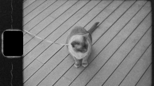 Old Footage Of A Pet Cat On A Sling Rope