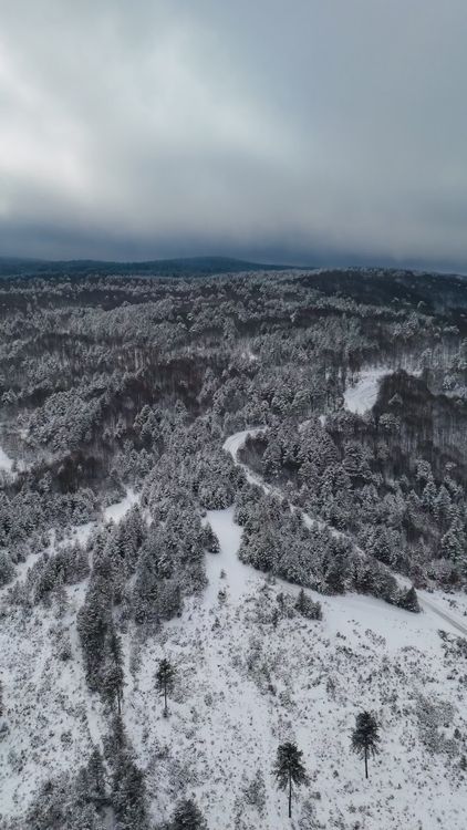 Aerial View of Snow-Covered Winter Forest Free Stock Video Footage ...