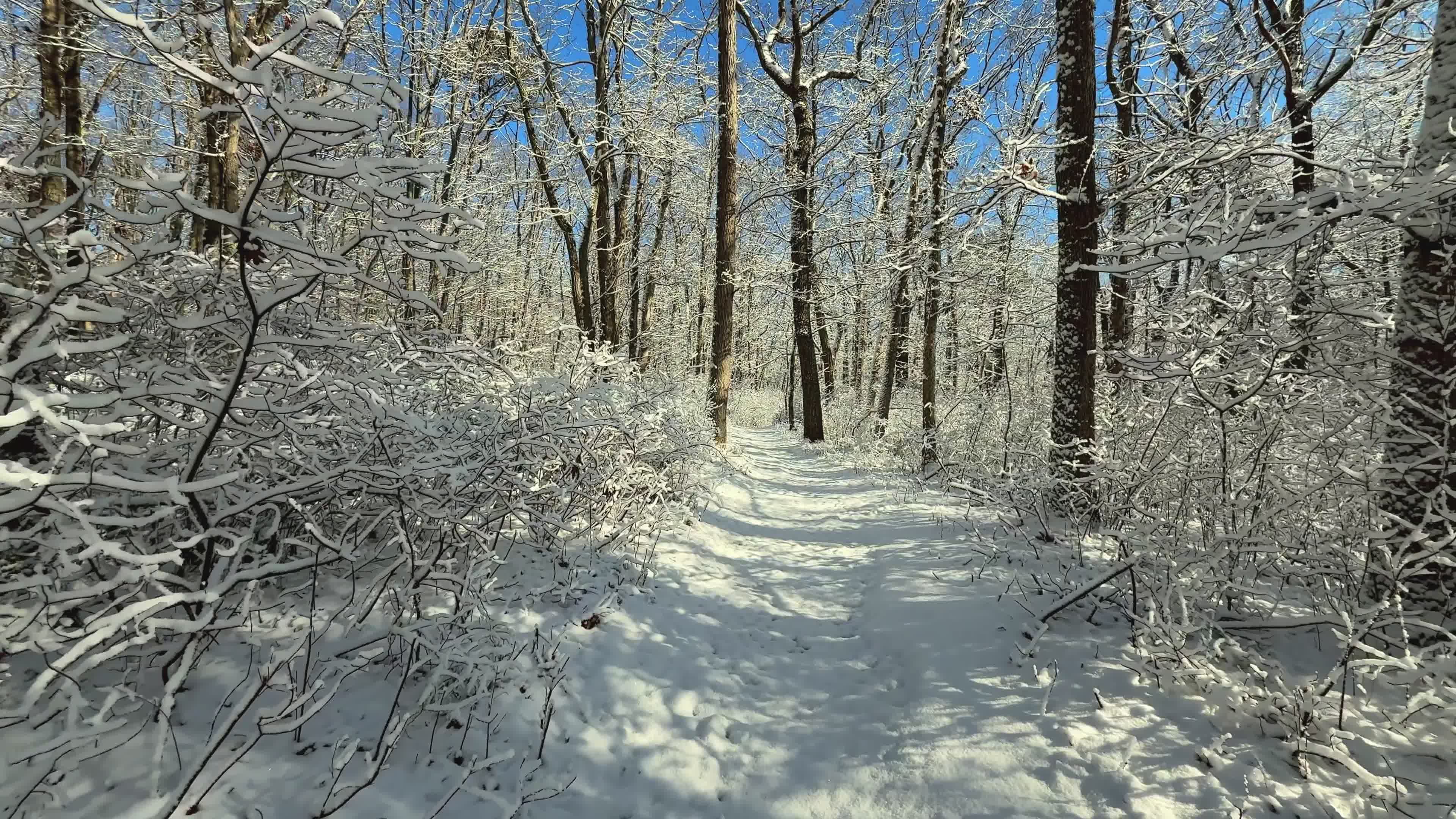 Snow-Covered Forest Path in Winter Wonderland Free Stock Video Footage ...