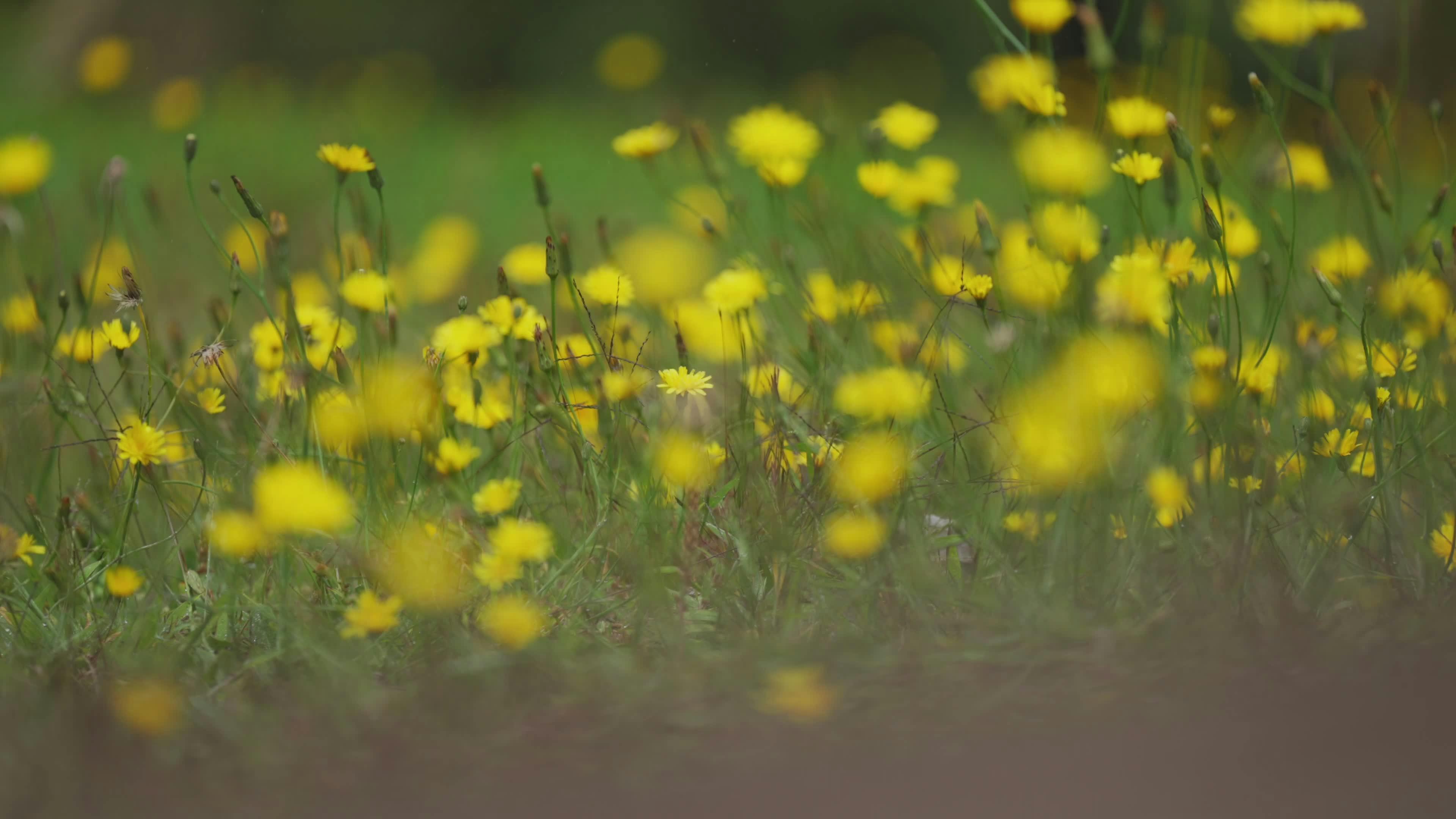 Video by Mario Spencer