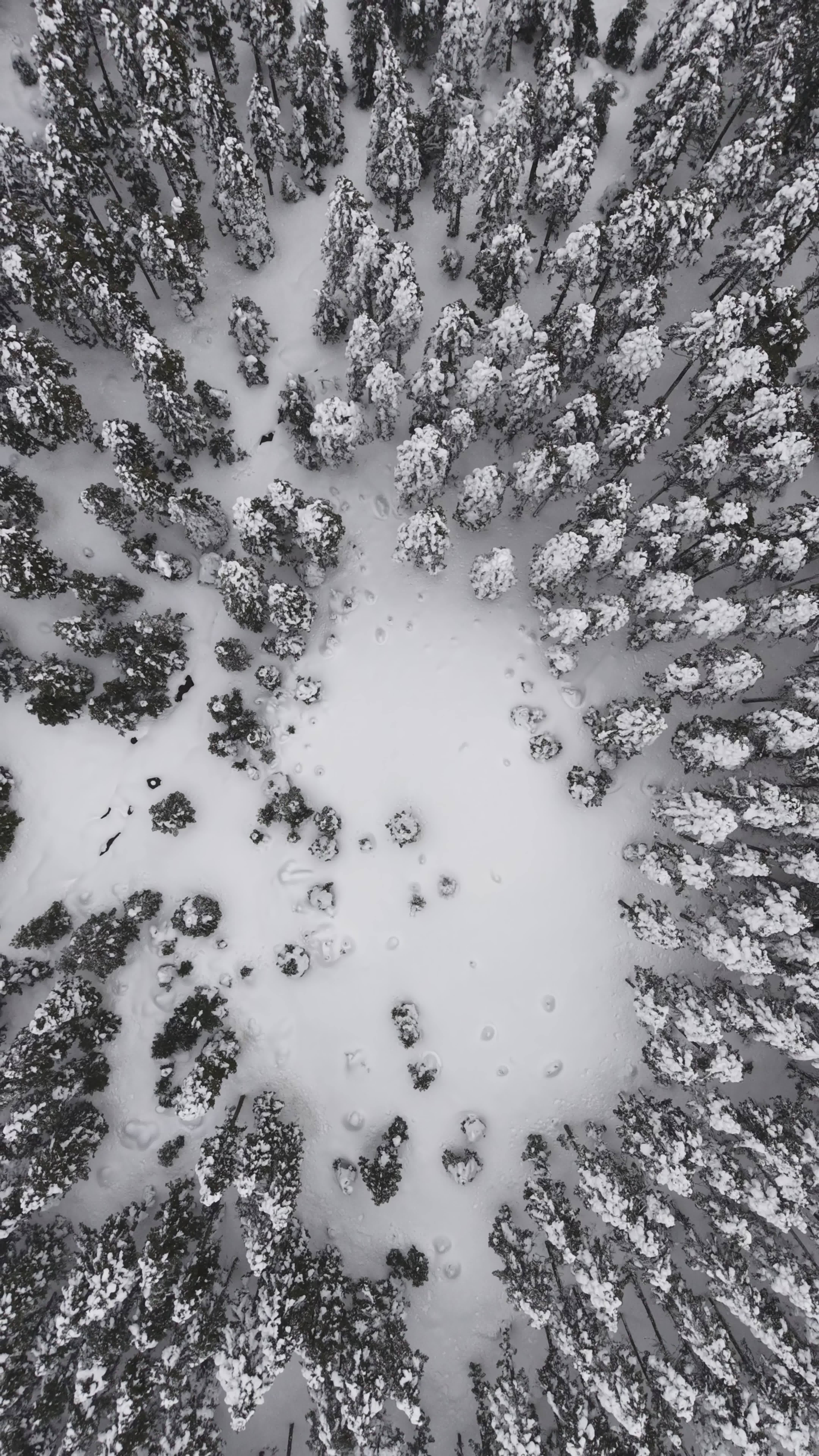 Aerial Snowy Winter Forest Landscape in 4K Free Stock Video Footage ...