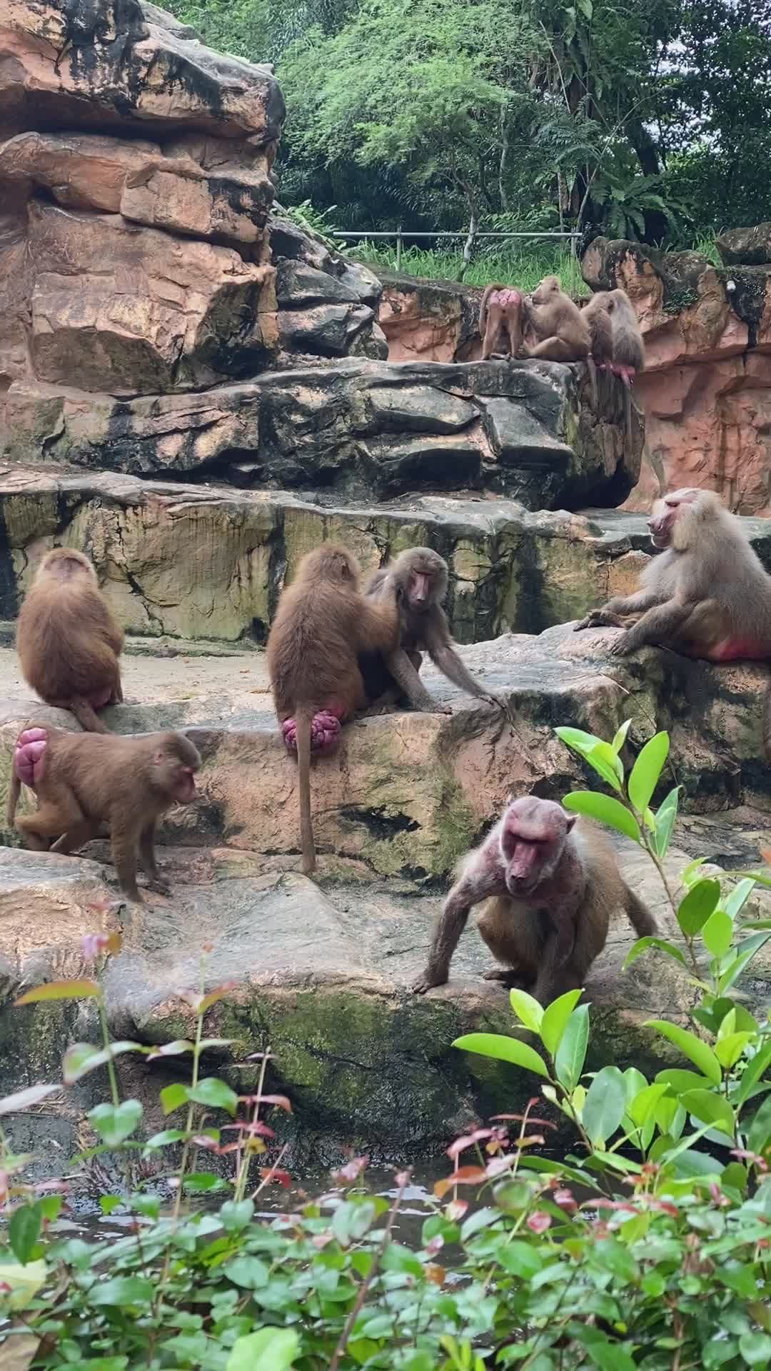 Playful Baboons in Natural Habitat Free Stock Video Footage, Royalty ...