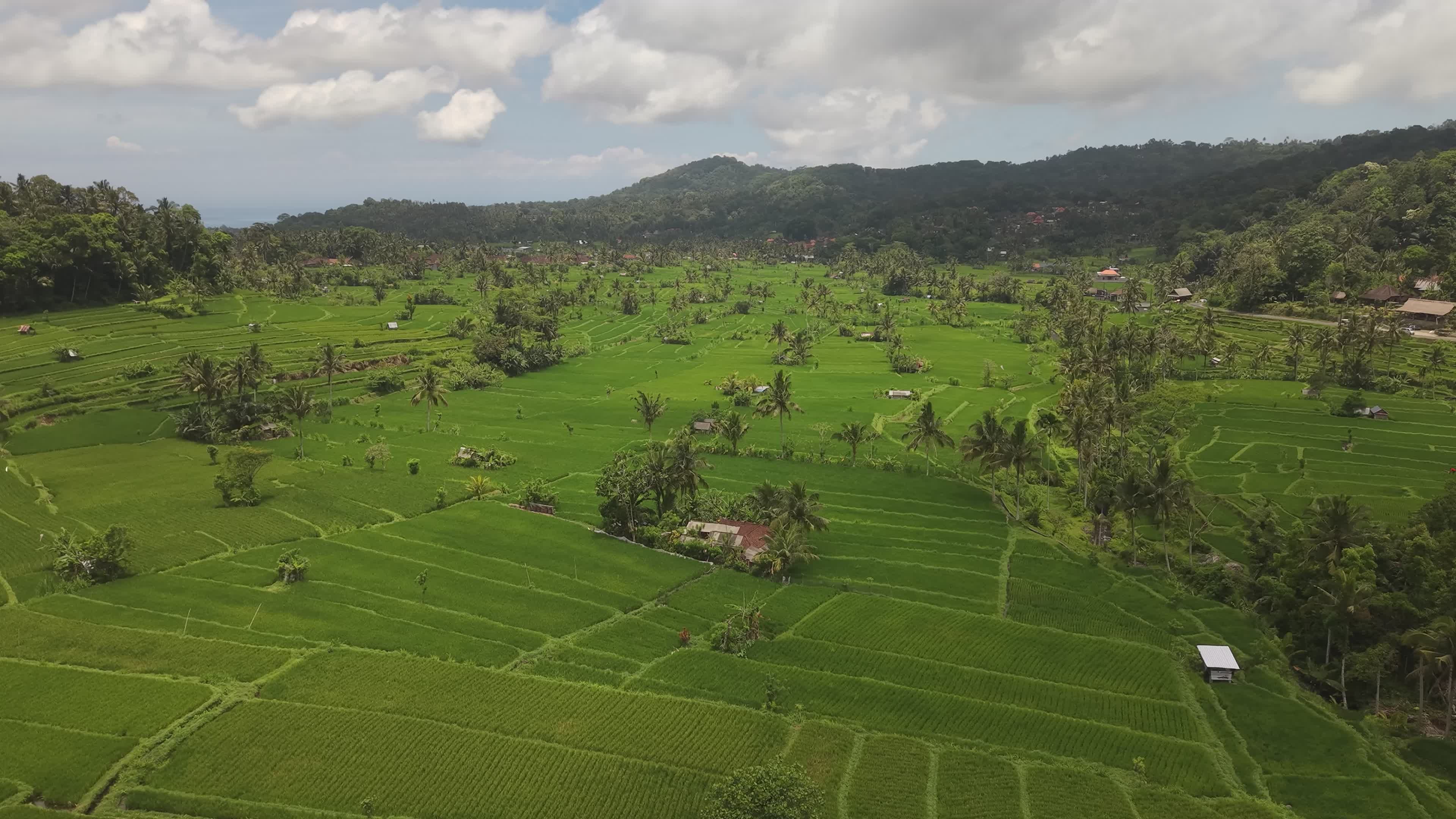 Aerial View of Lush Green Rice Paddies Free Stock Video Footage ...