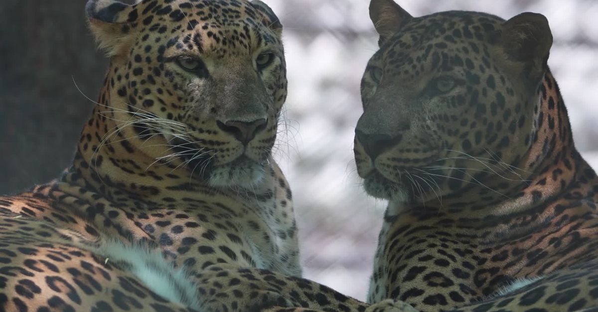 Leopard In. H Leopards Display Affection in Captive Setting Free Stock Video Footage ...