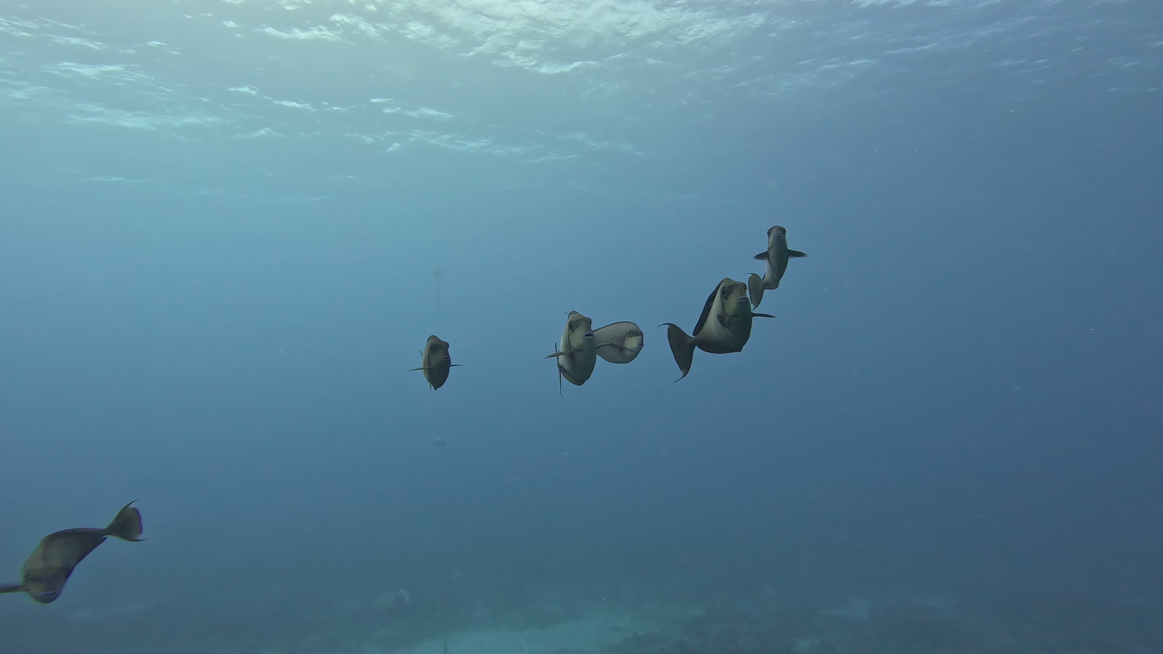 Scenic Tropical Underwater Fish Exploration Free Stock Video Footage ...