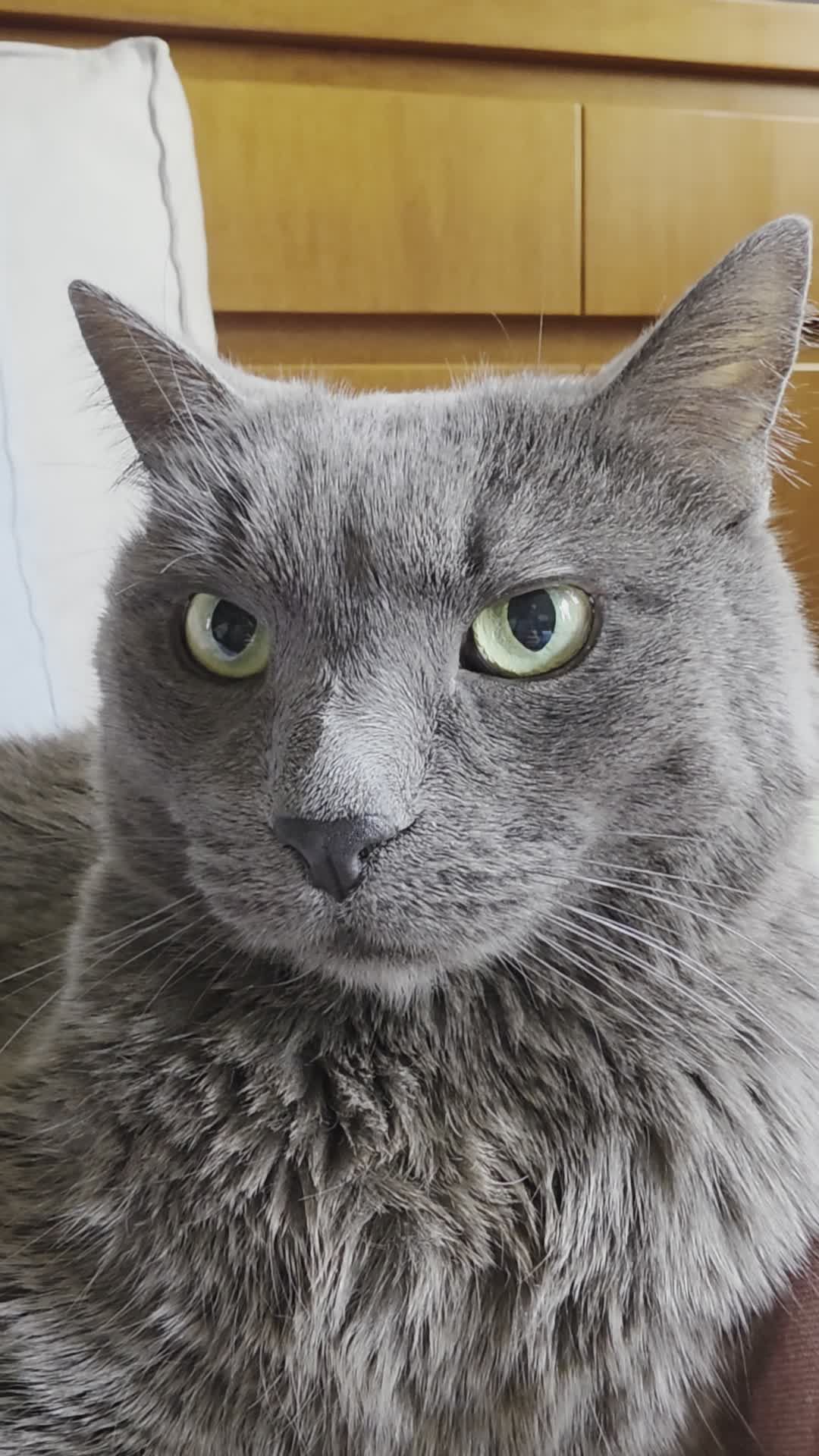 Relaxing Gray Cat Leisurely Resting Indoors Free Stock Video Footage ...