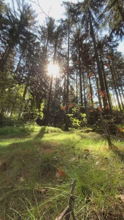 cami's nature timelapse video