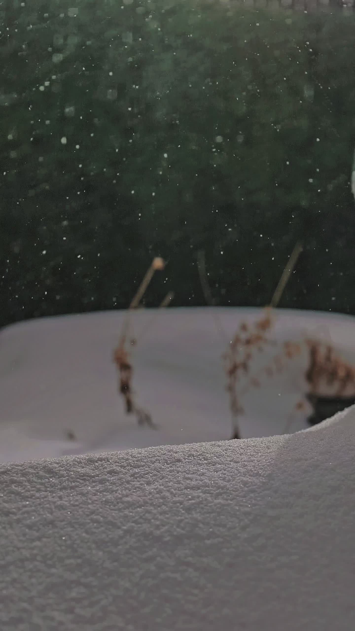 snowfall gently covers winter landscape 35921141