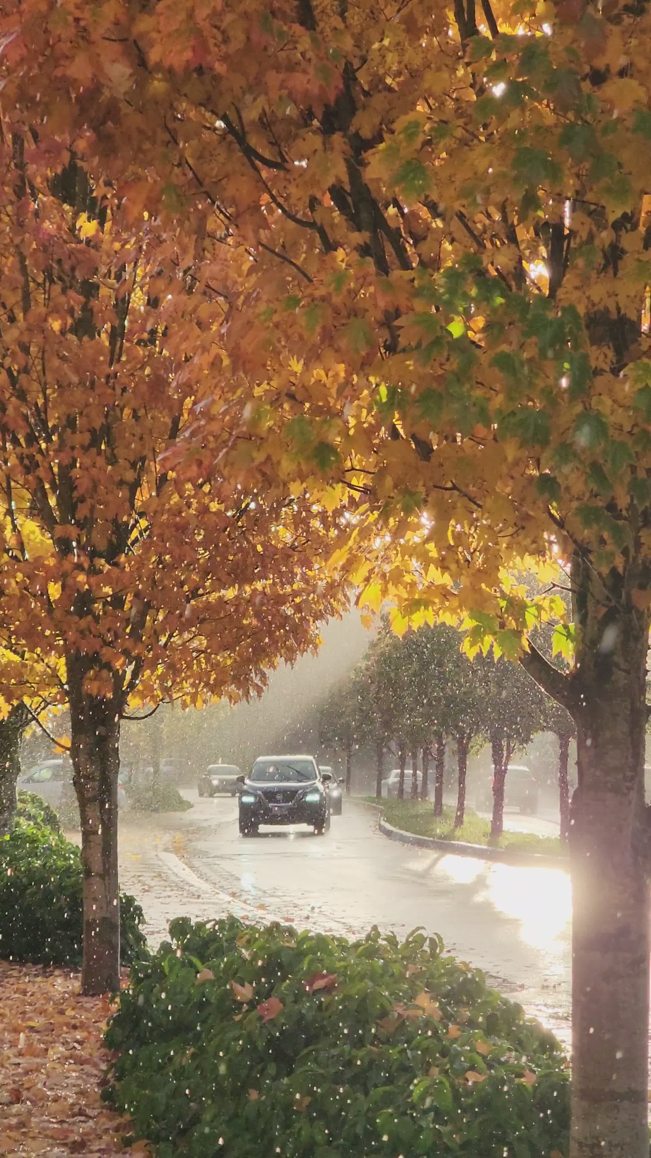 Autumn Drive Through Rain-Drenched Street Free Stock Video Footage ...