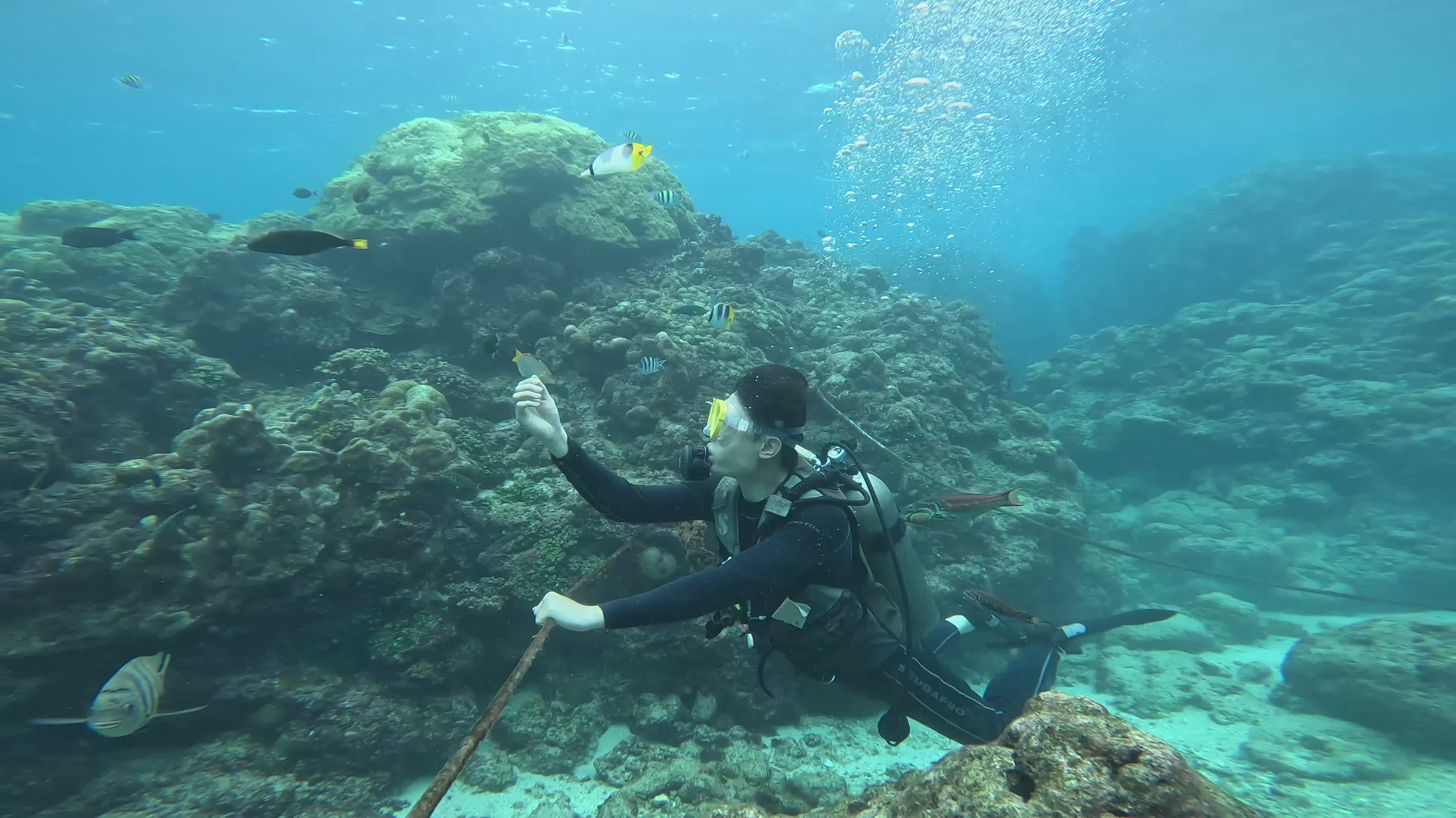 Scuba Diver Exploring Vibrant Coral Reef Free Stock Video Footage ...