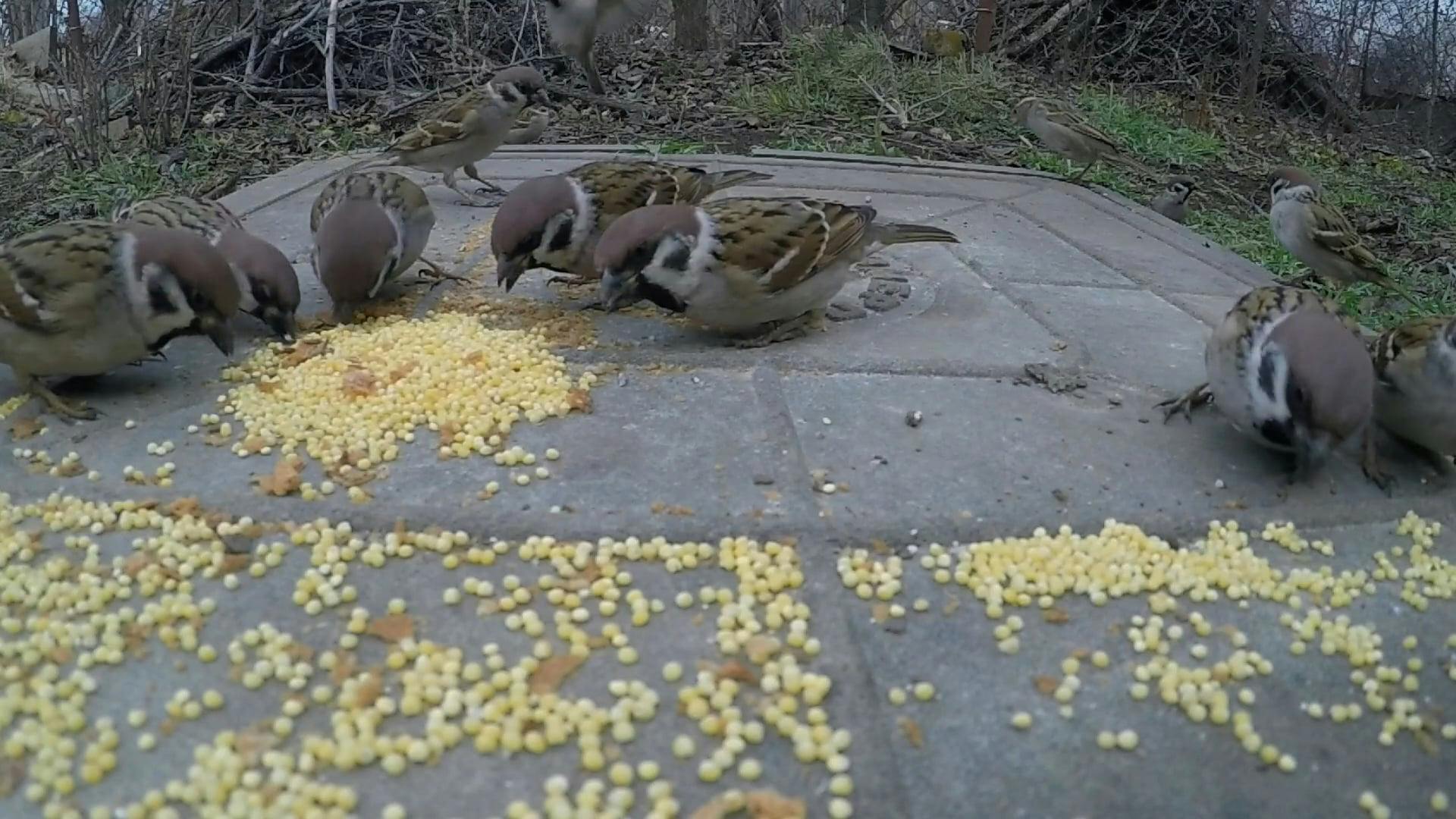 Sparrow Eating Birds Seeds On A Concrete Ground · Free Stock Video