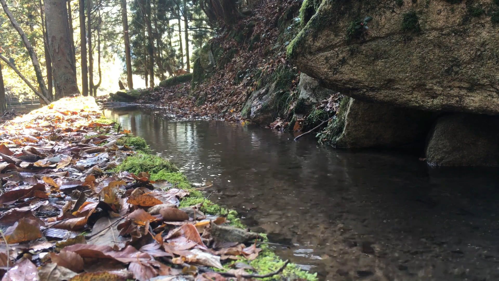 Footage Of A Small River In The Forest Free Stock Video Footage ...
