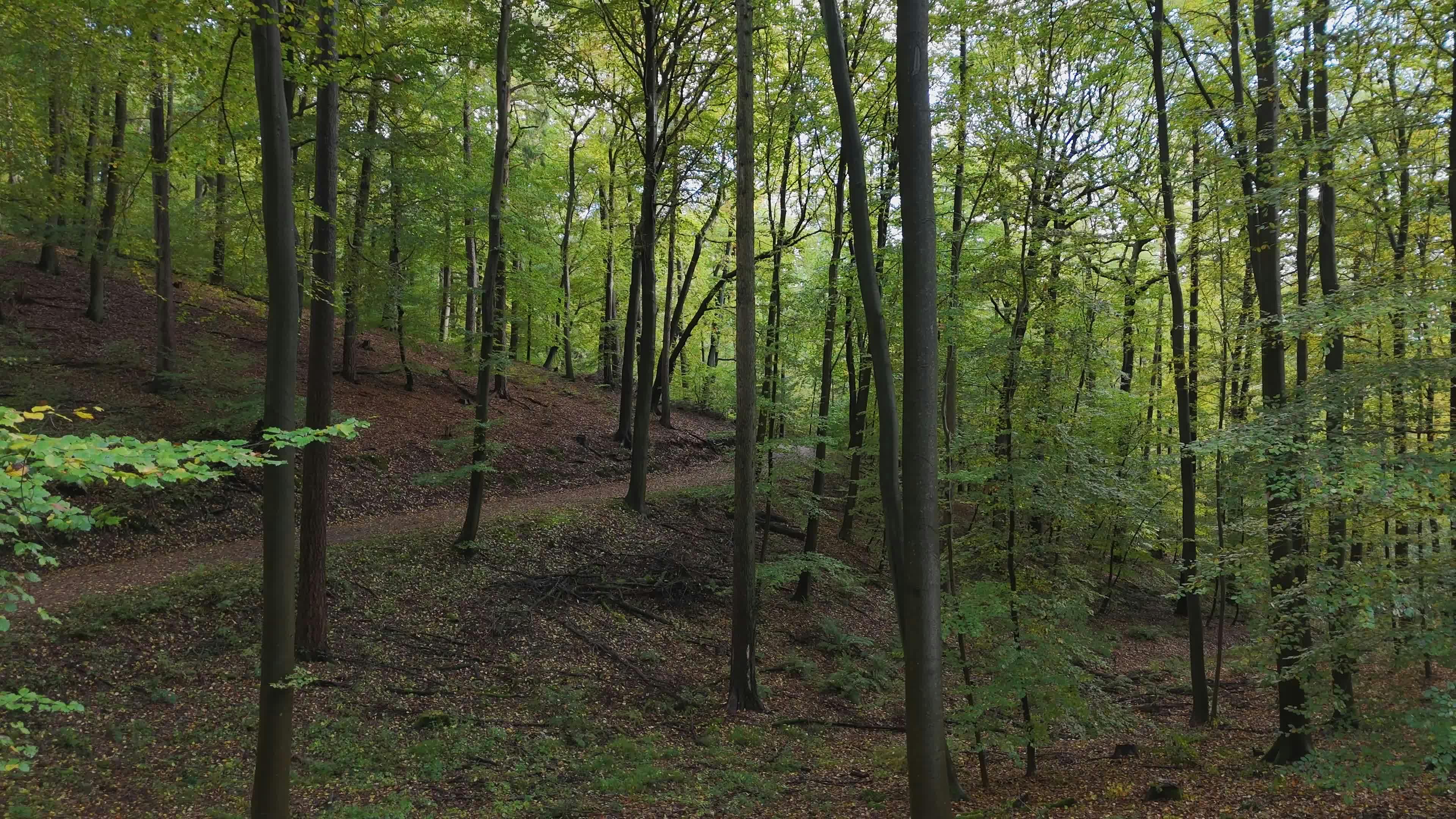 lush green forest in tranquil setting 35963487