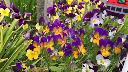 Windmill Toys Used As Garden Decoration