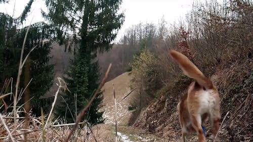 Woman Walking IN The Woods With Her Dog