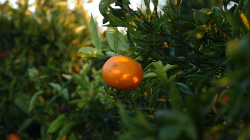 An Orange Fruit Ready For Harvest