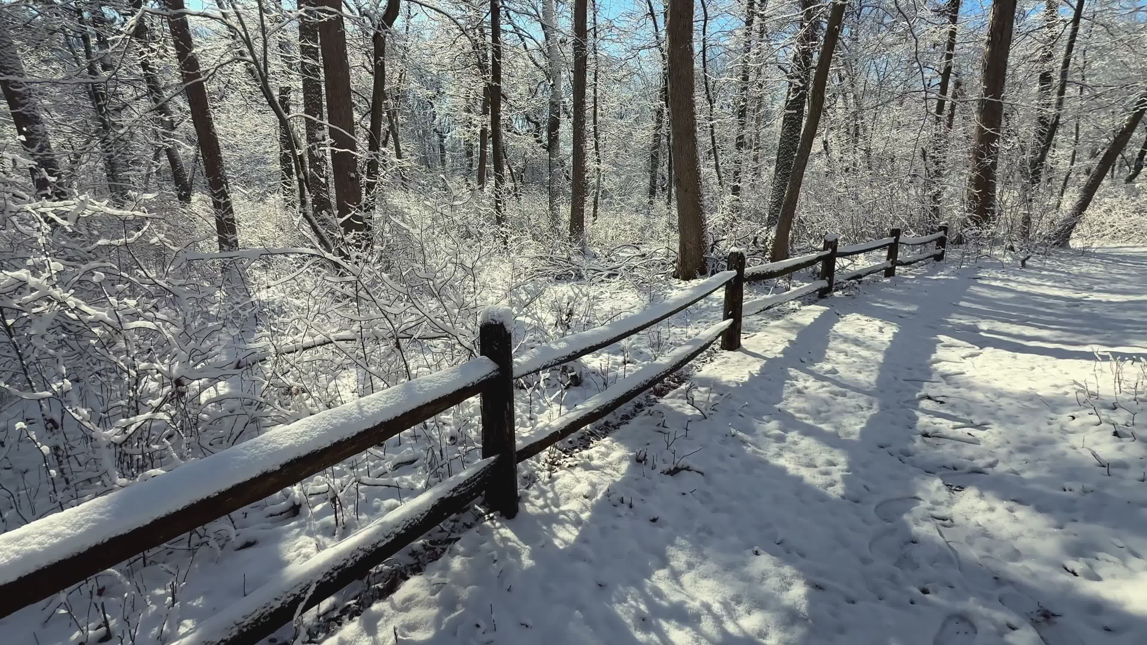 Tranquil Winter Walkway through Snow-Covered Forest Free Stock Video ...