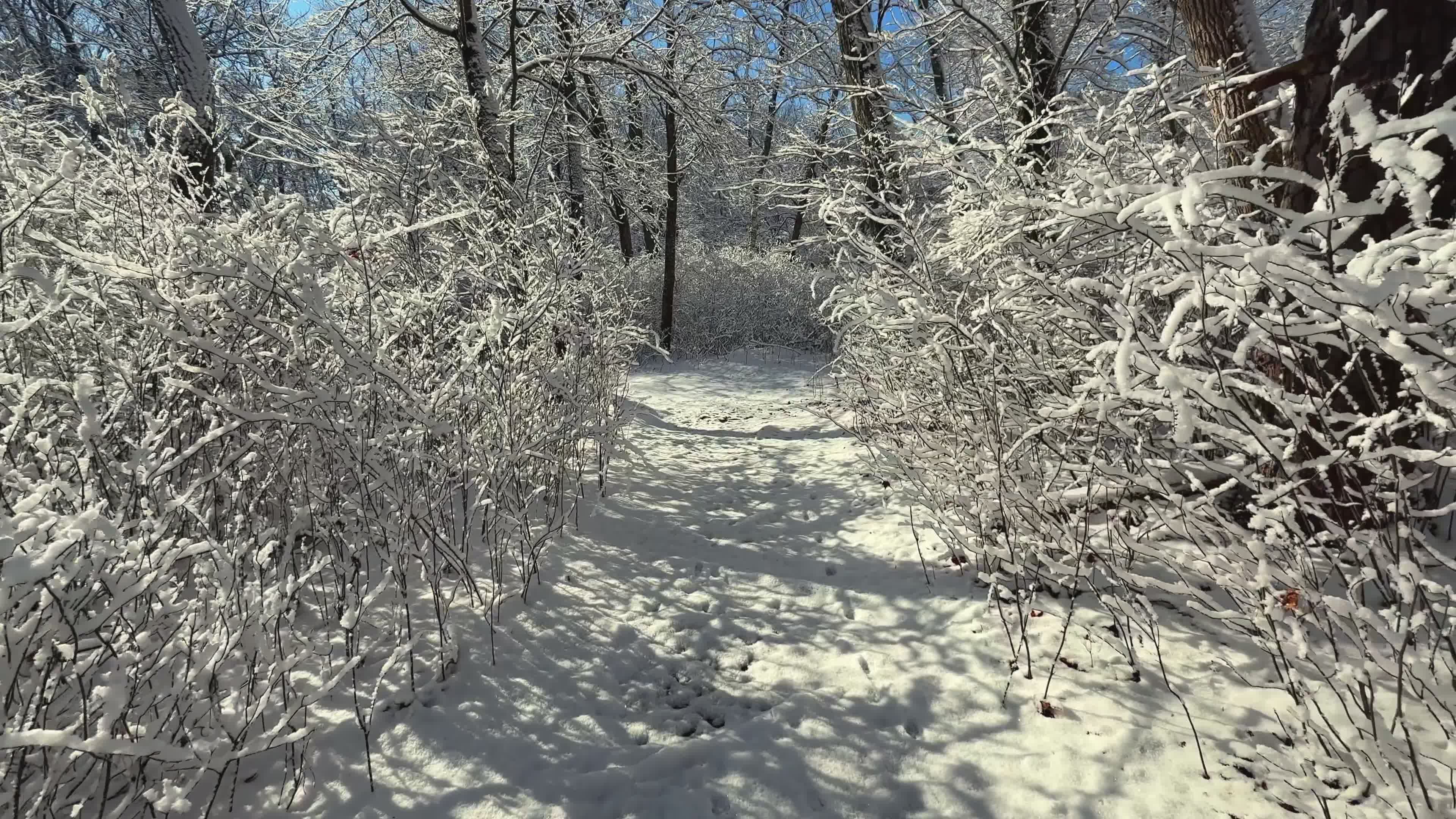 serene snowy forest path in winter 35968580
