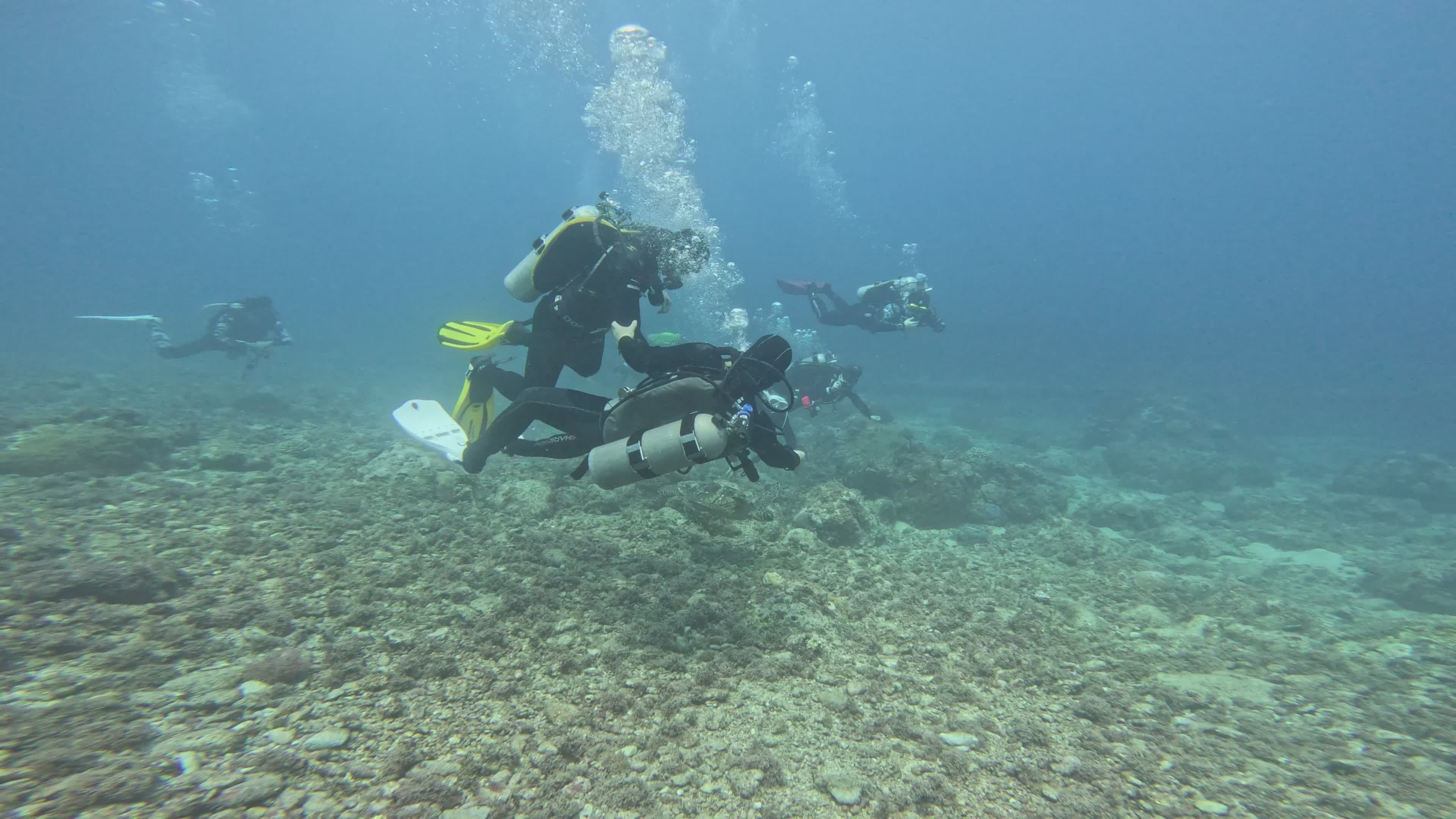 Scuba Divers Exploring Vibrant Coral Reefs Underwater Free Stock Video ...