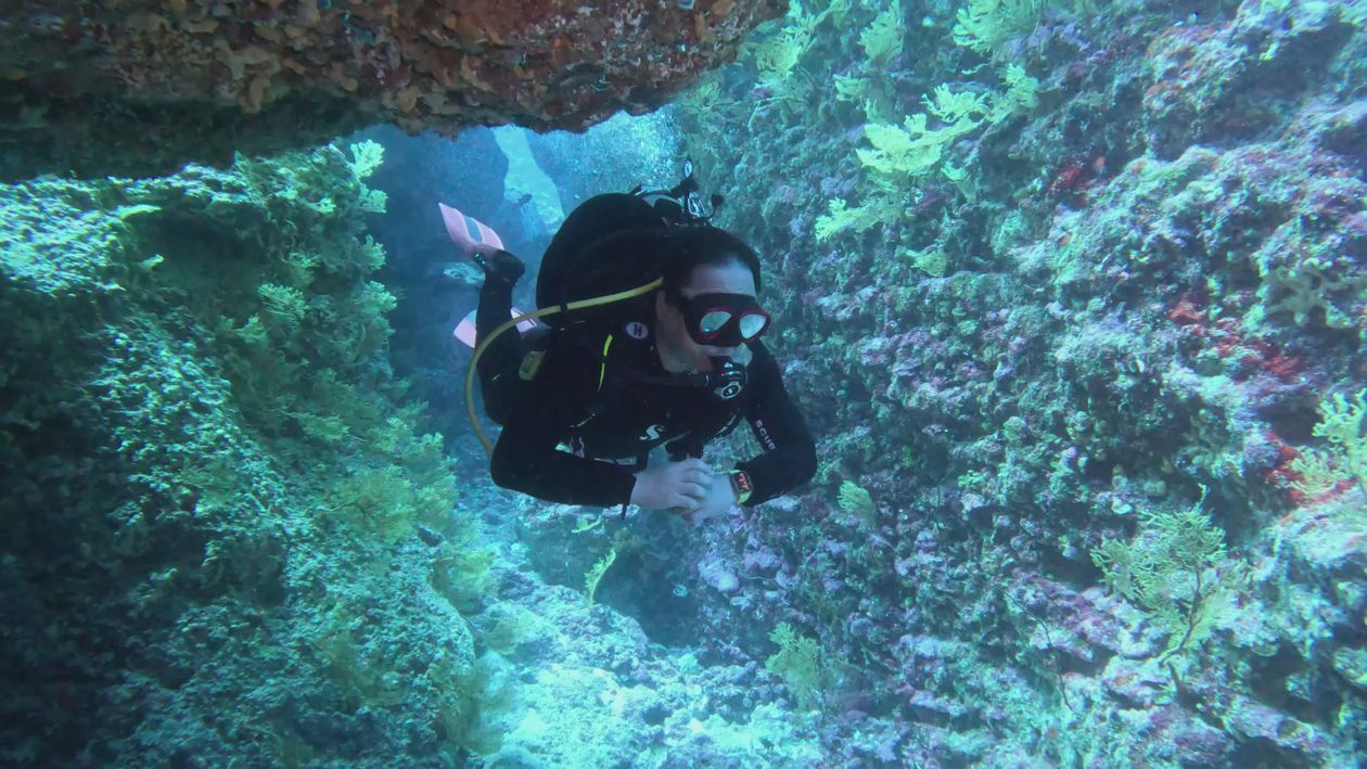 Scuba Diver Exploring Vibrant Coral Reefs Free Stock Video Footage ...