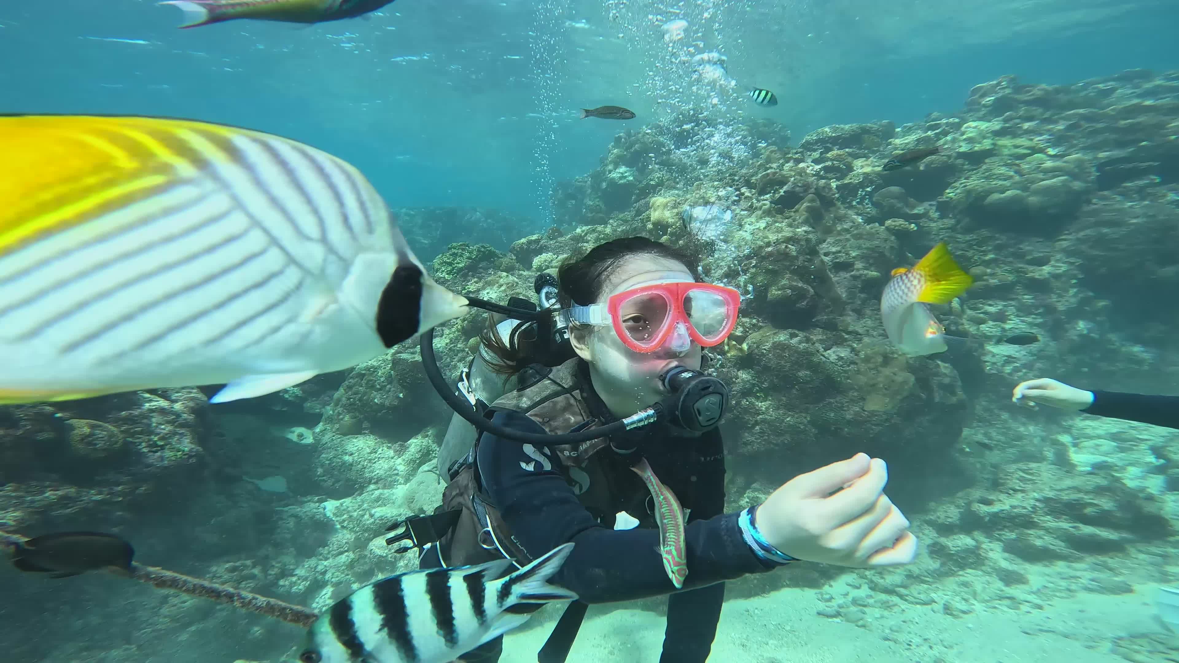 Scuba Diver Exploring Vibrant Coral Reef Free Stock Video Footage ...