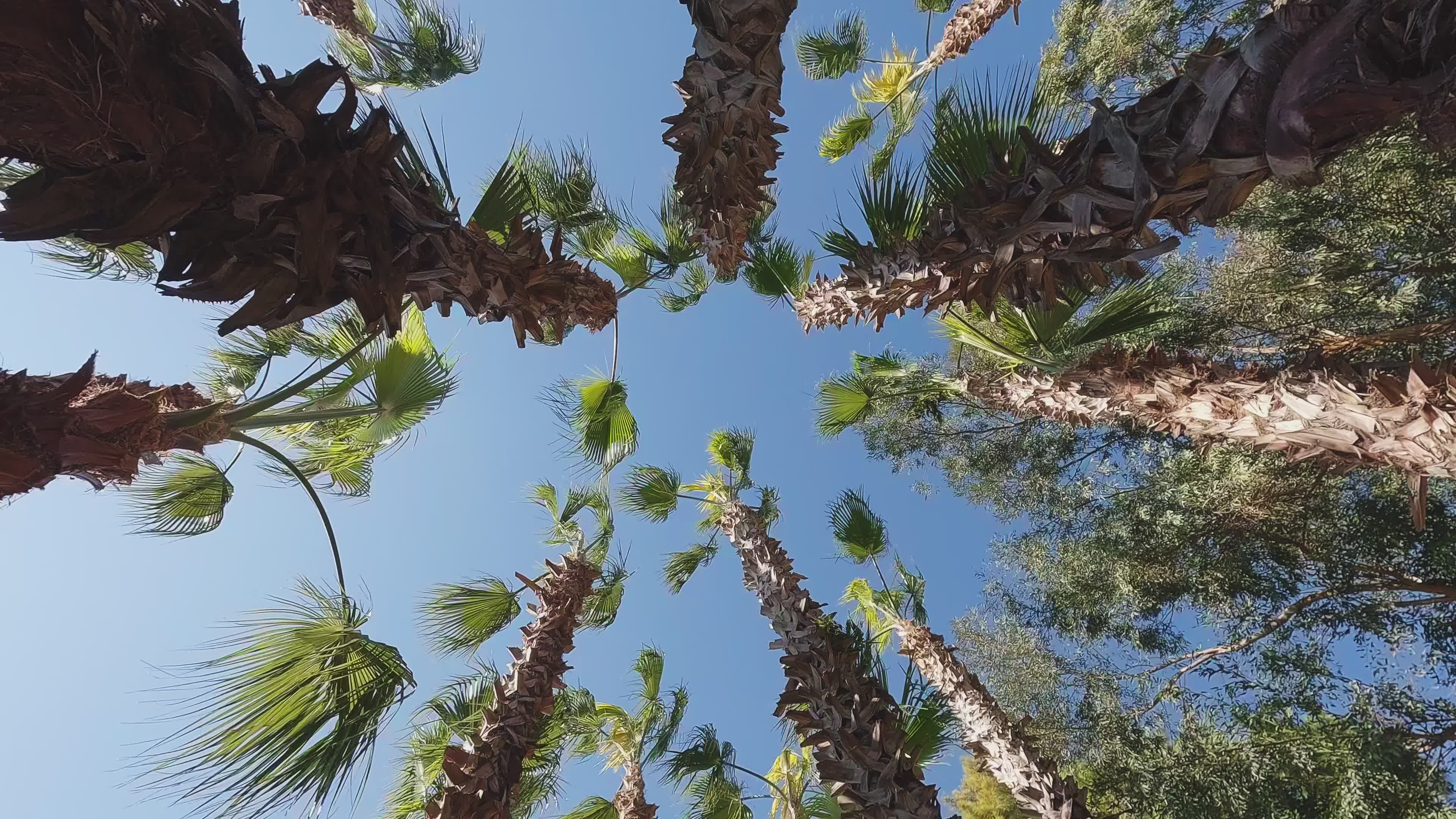 Towering Palm Trees Against Clear Blue Sky Free Stock Video Footage ...
