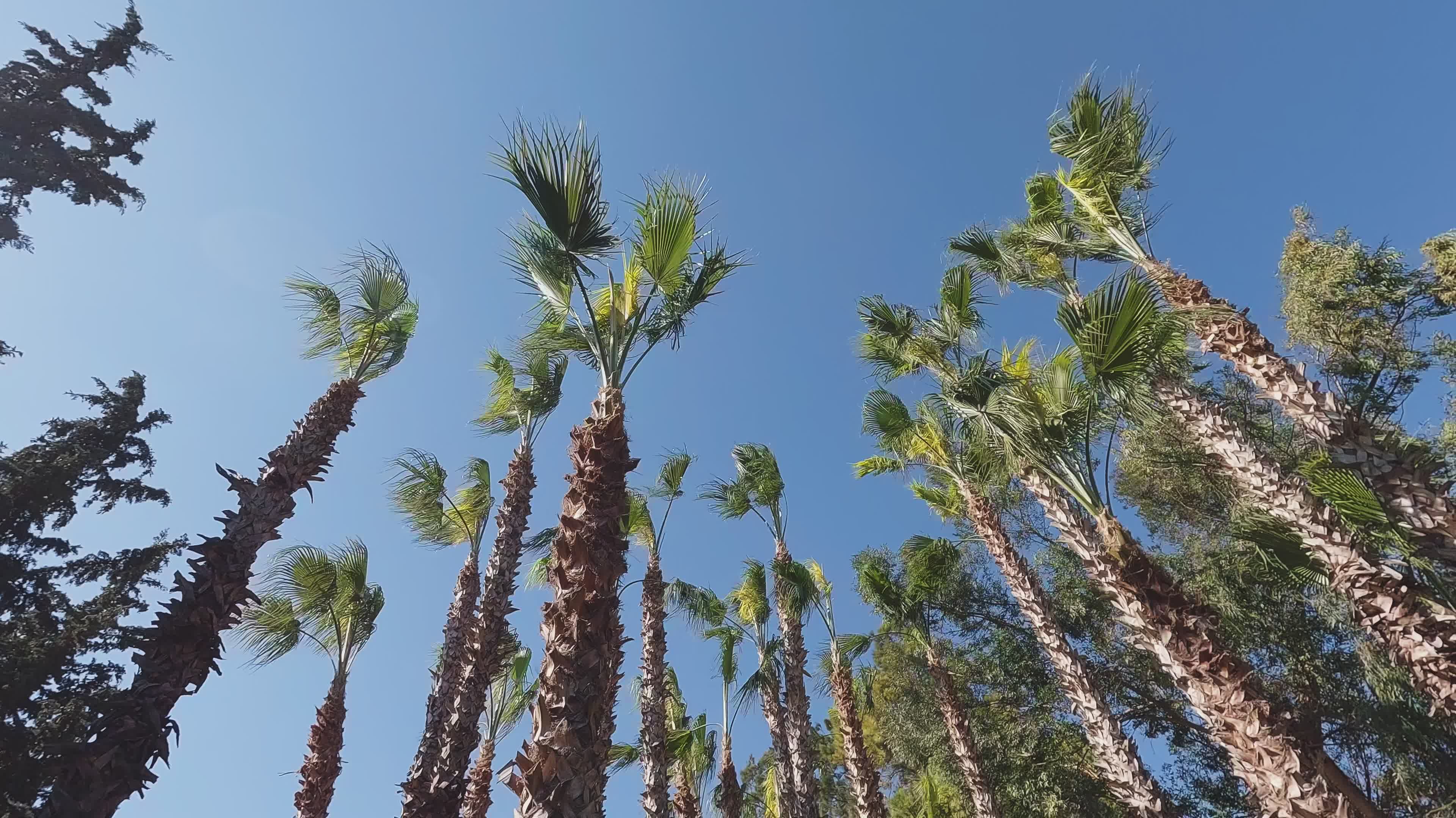 Tall Palm Trees Swaying Against Blue Sky Free Stock Video Footage ...