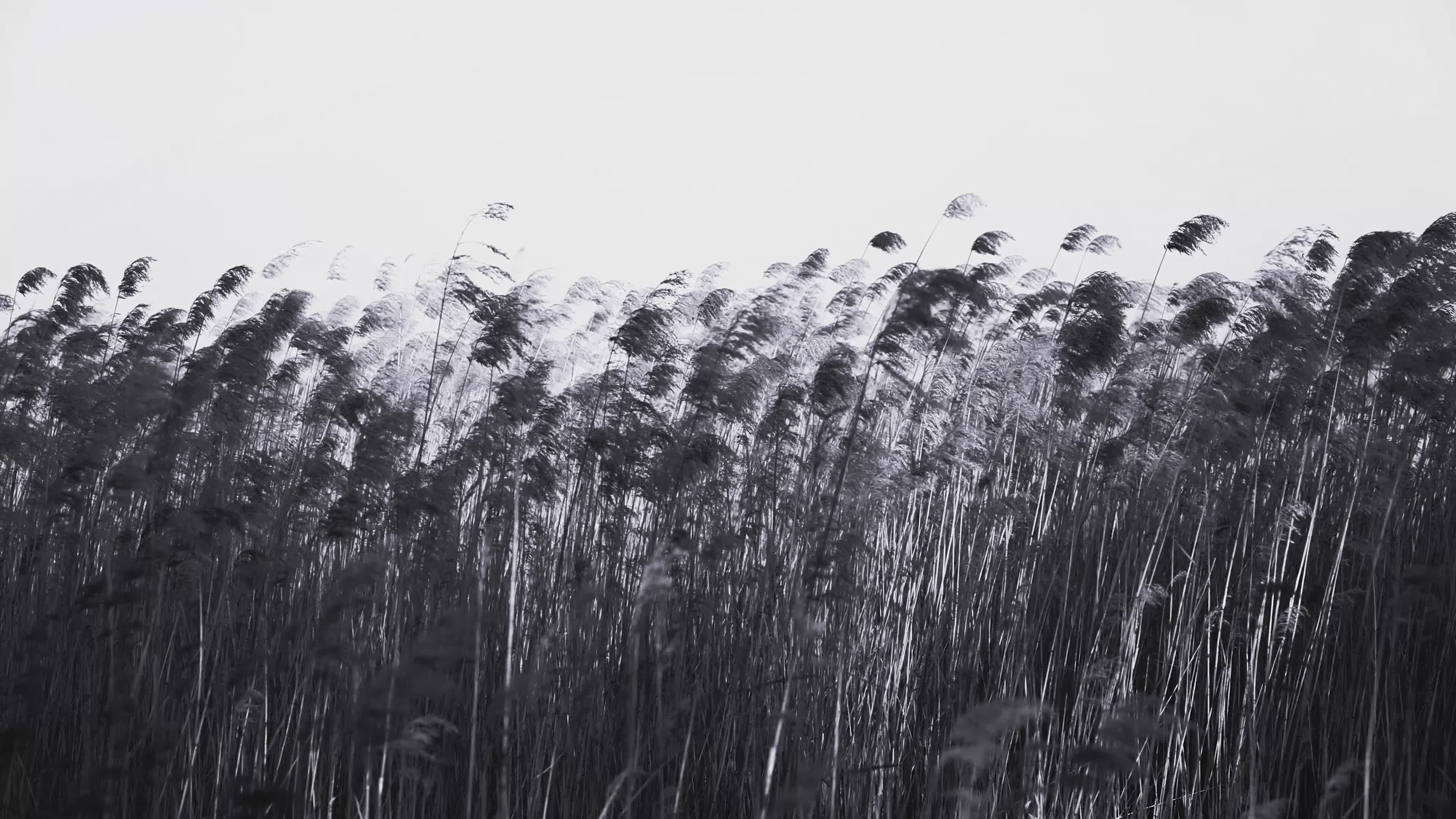 Wind Blowing Through Tall Reeds in Black and White Free Stock Video ...