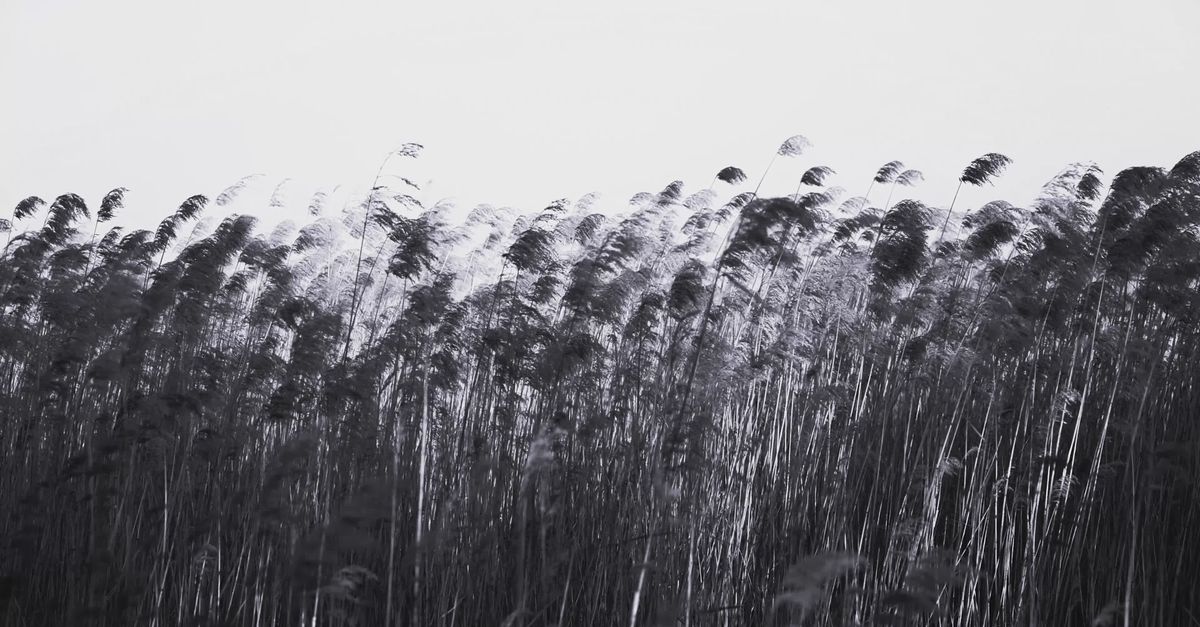 Wind Through Reeds Wind Blowing Through Tall Reeds in Black and White Free Stock Video ...