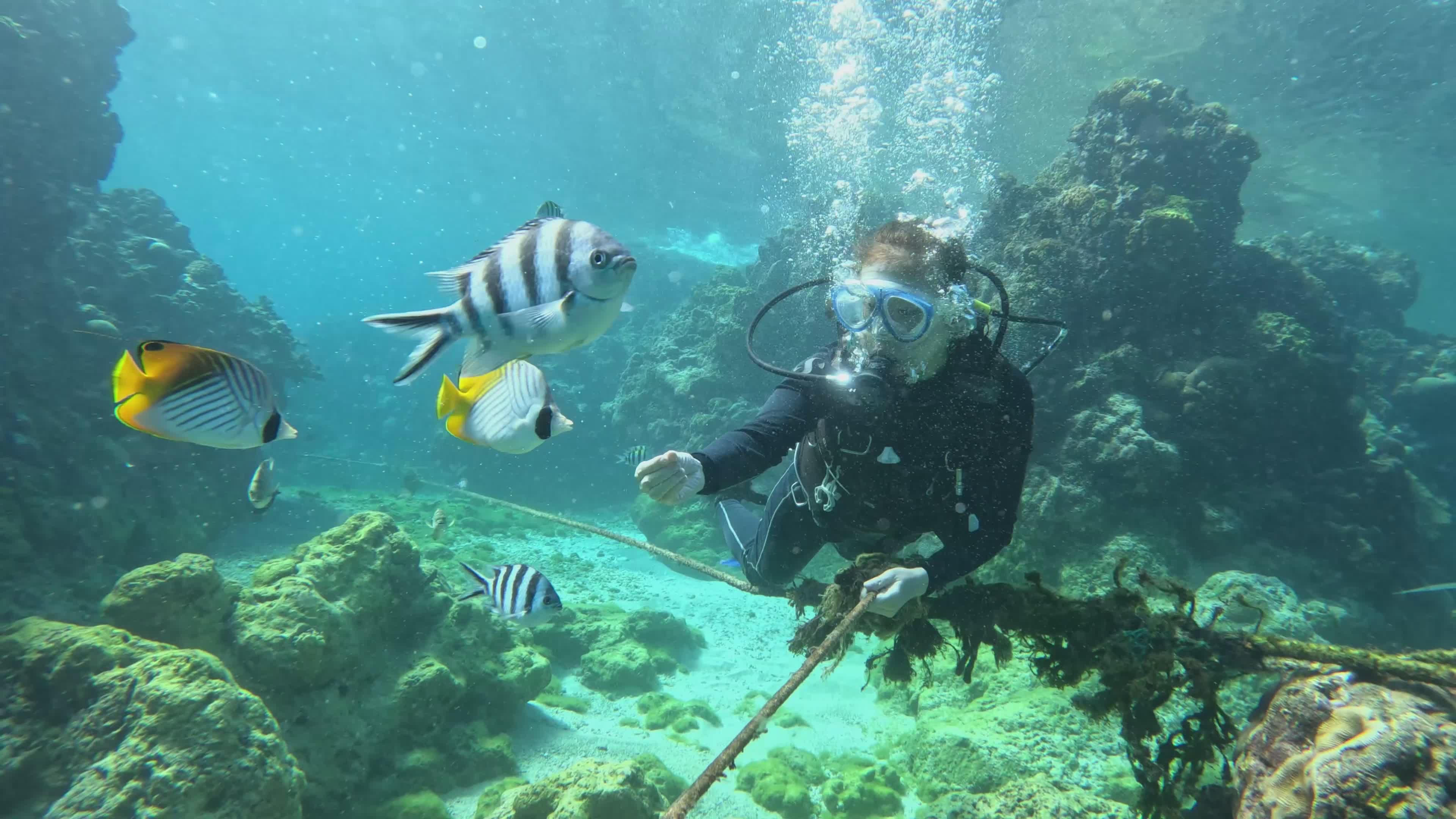 Exploring Vibrant Coral Reefs While Scuba Diving Free Stock Video ...