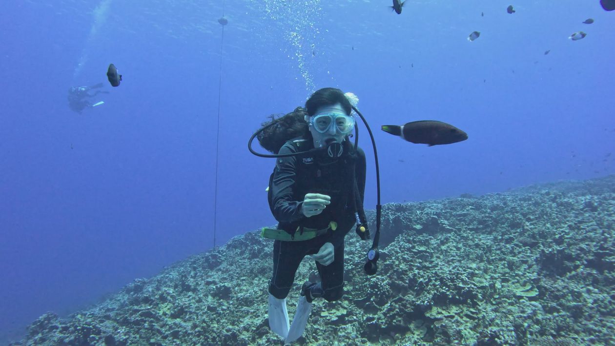 Scuba Diver Exploring Vibrant Coral Reef Free Stock Video Footage ...