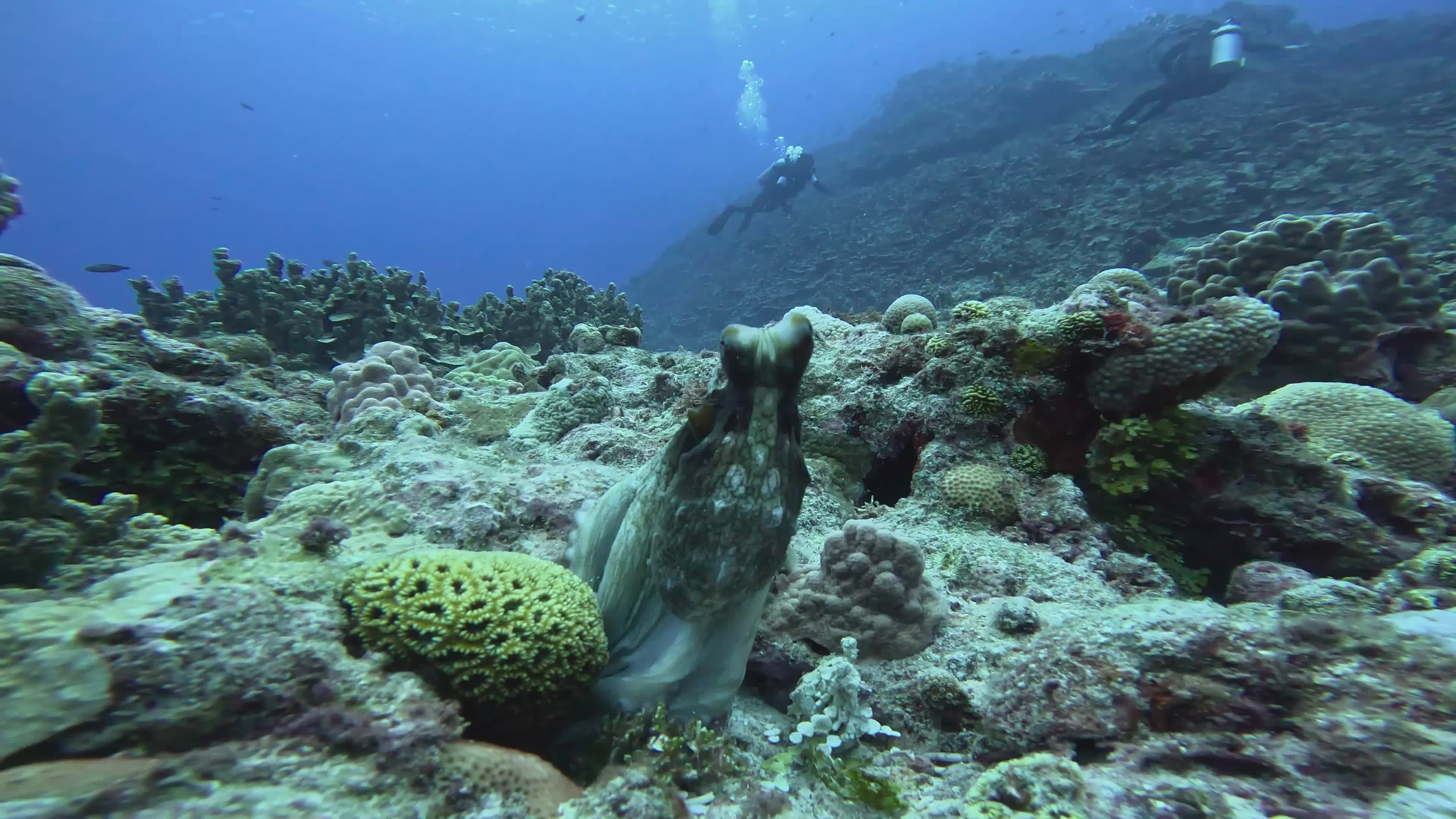 Underwater Scene with Octopus and Diver Free Stock Video Footage ...
