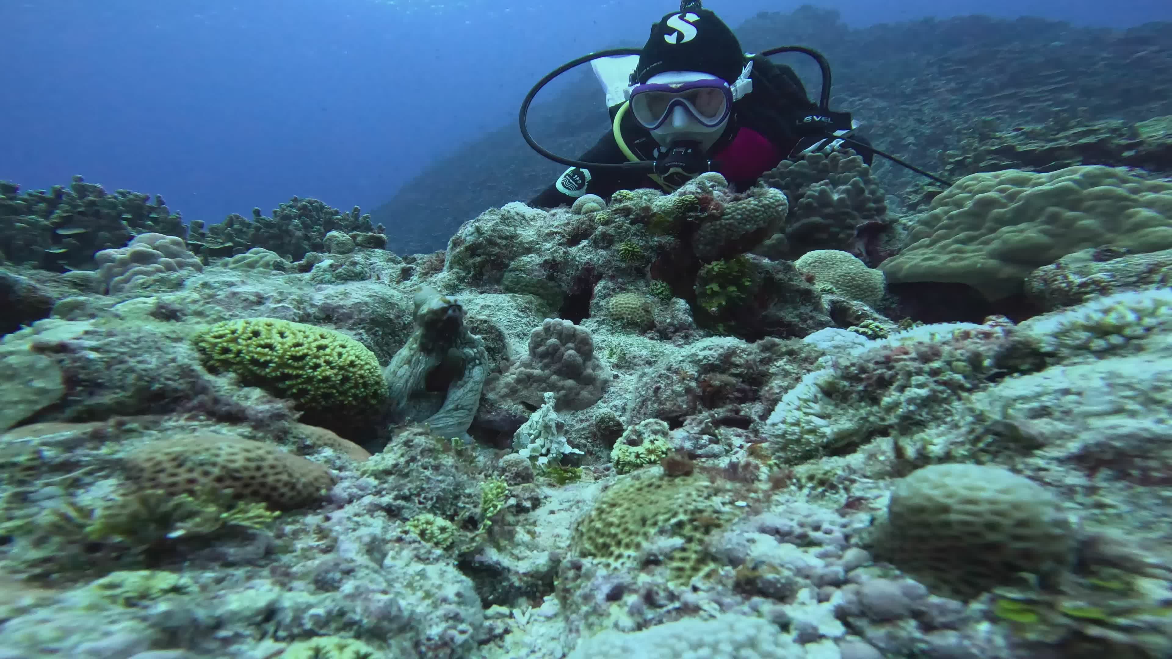 Scuba Diver Exploring Vibrant Coral Reef Underwater Free Stock Video ...