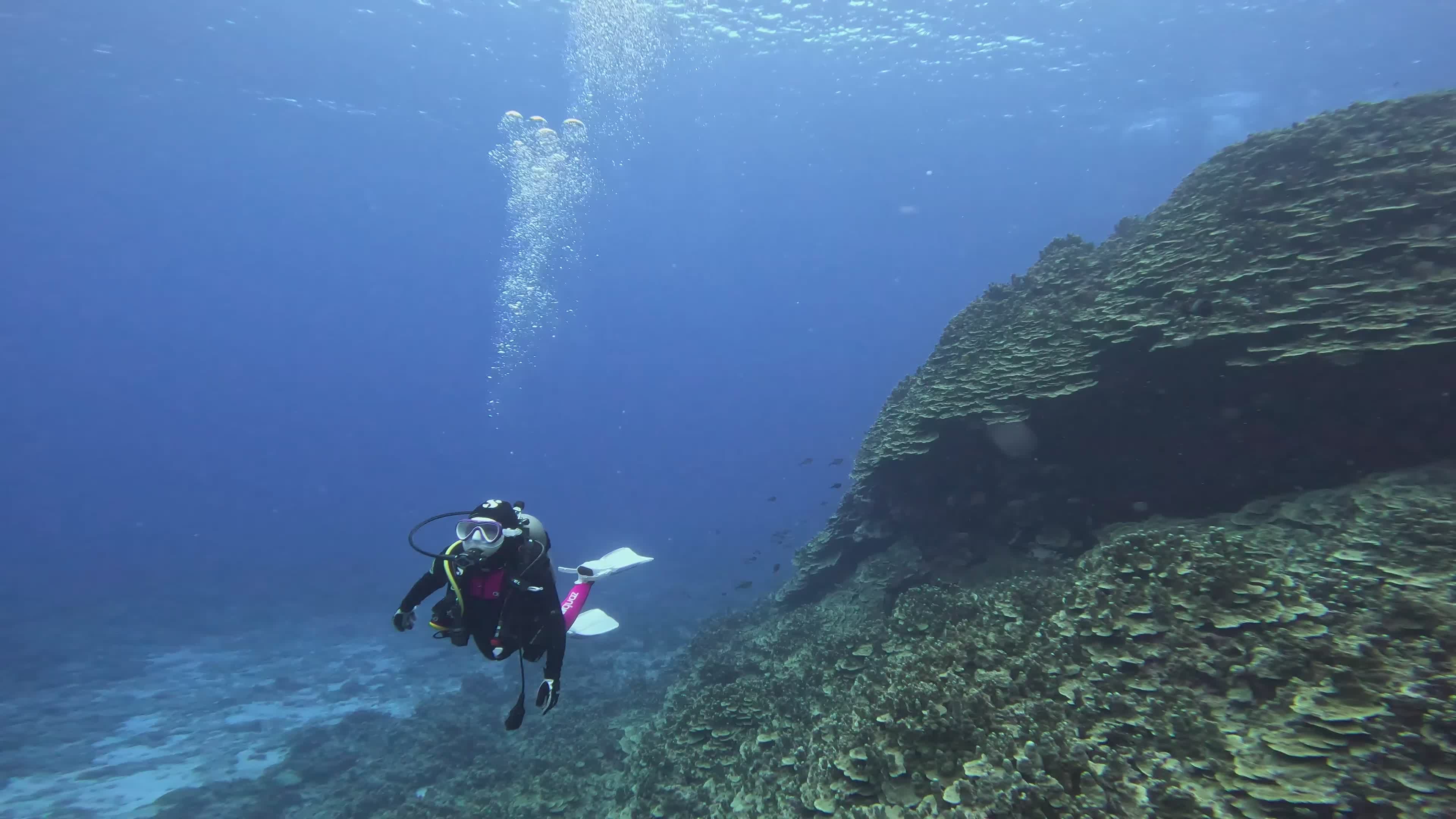 Scuba Diver Exploring Vibrant Coral Reef Free Stock Video Footage ...