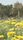 flower field