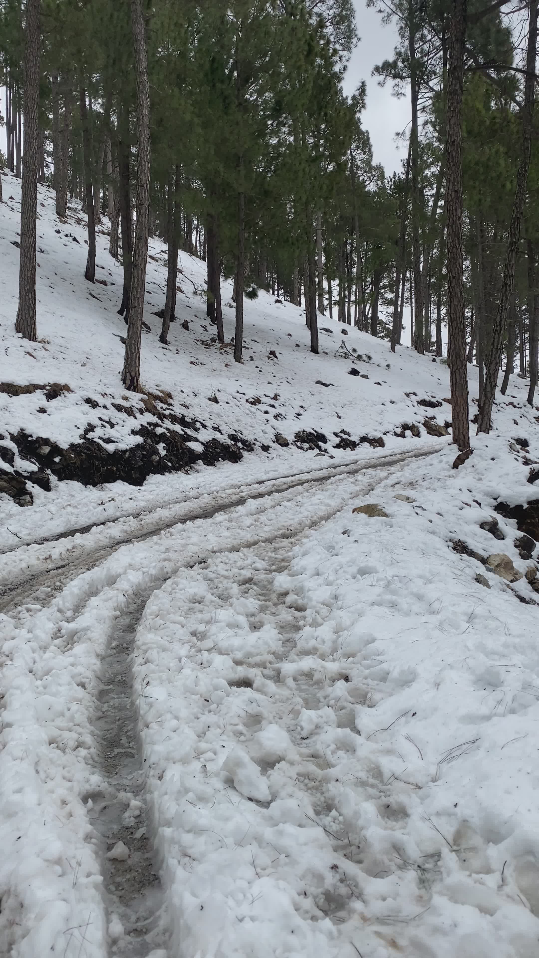 Snow-Covered Forest Path in Winter Wonderland Free Stock Video Footage ...